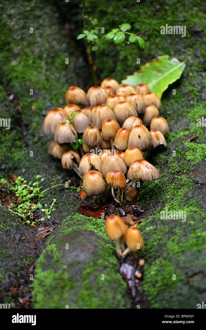 Glistening Inkcap Fungi, Coprinellus micaceus, Psathyrellaceae. Previously Coprinus micaceus, Coprinaceae Stock Photo