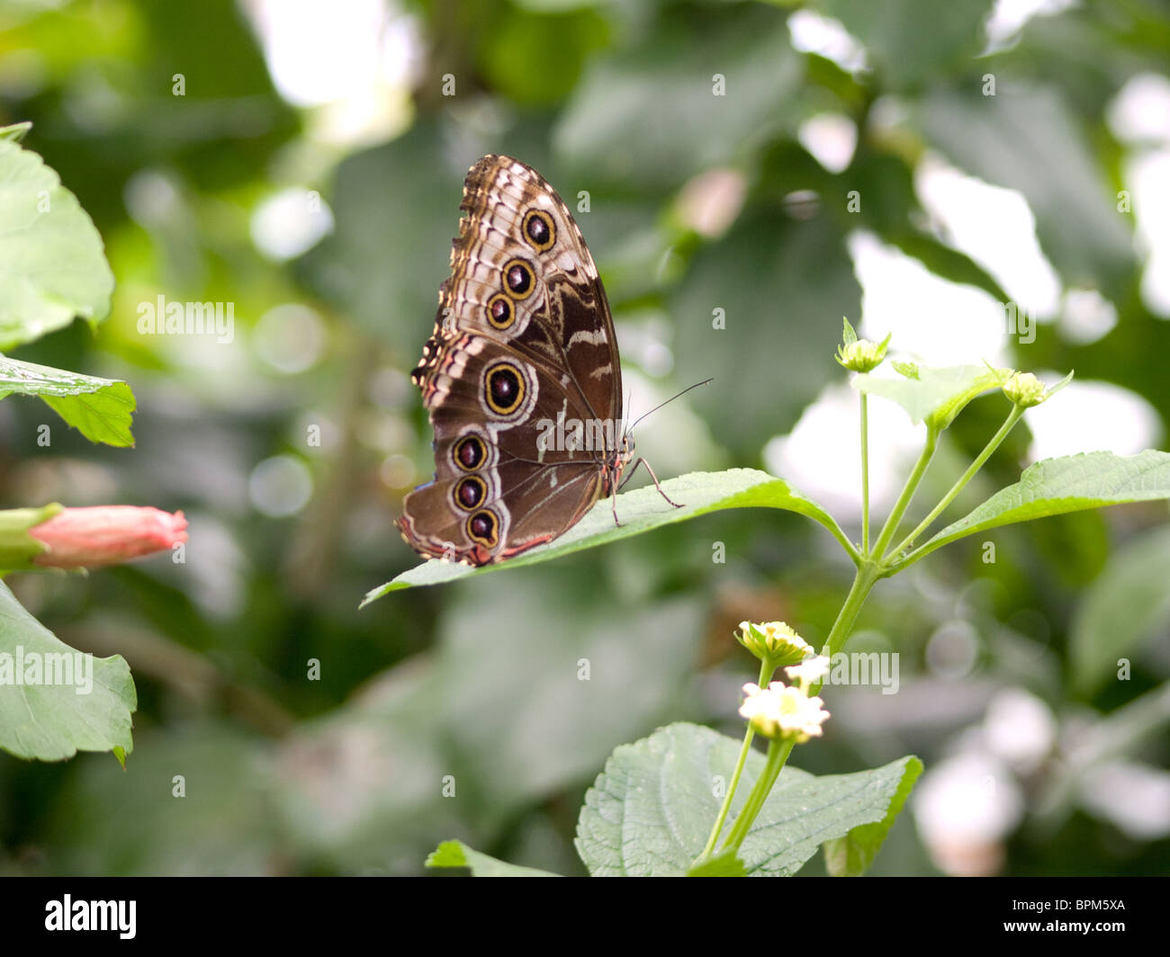 butterfly at rest Stock Photo - Alamy