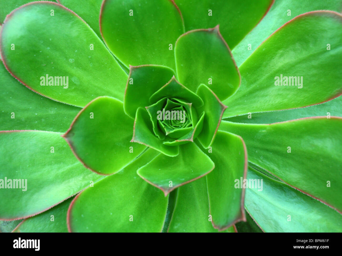 Green succulent Aeonium urbicum close up Stock Photo