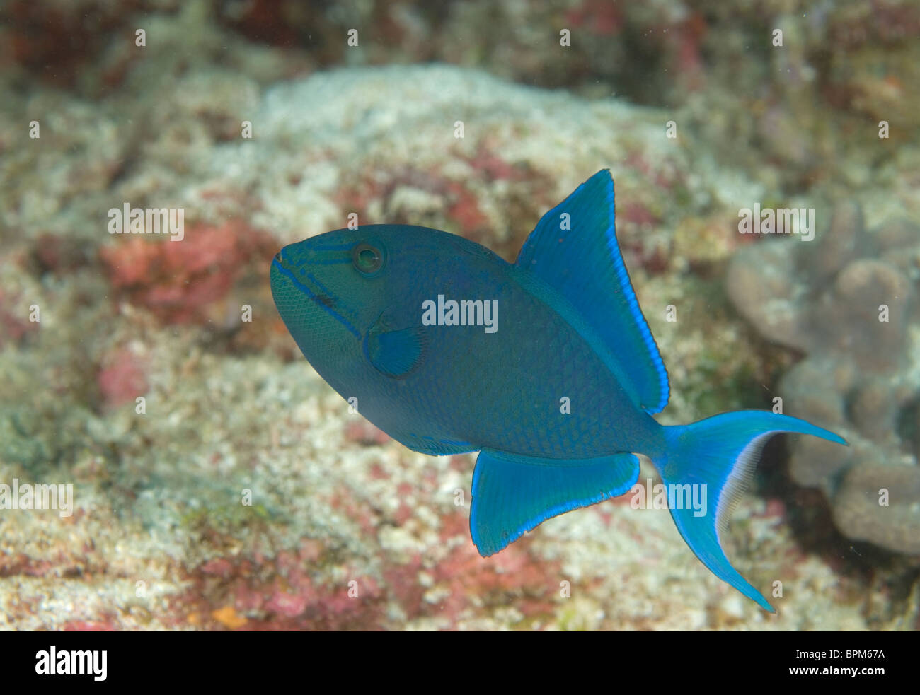 Blue triggerfish, Pseudobalistes fuscus, Maldives, Indian Ocean Stock Photo