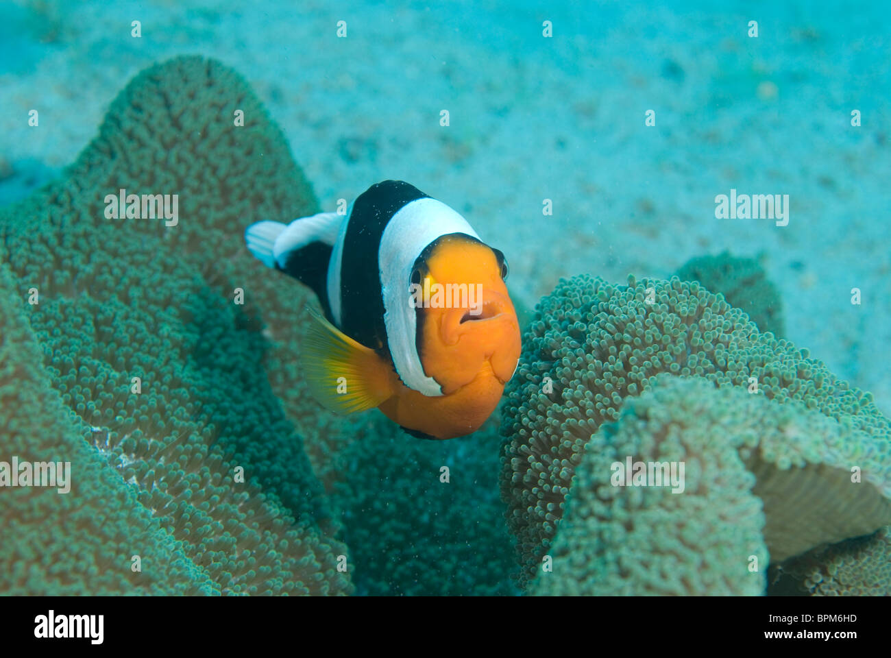 Saddleback anemonefish, Amphiprion polymnus, Puerto Galera, Philippines, Pacific Ocean Stock Photo