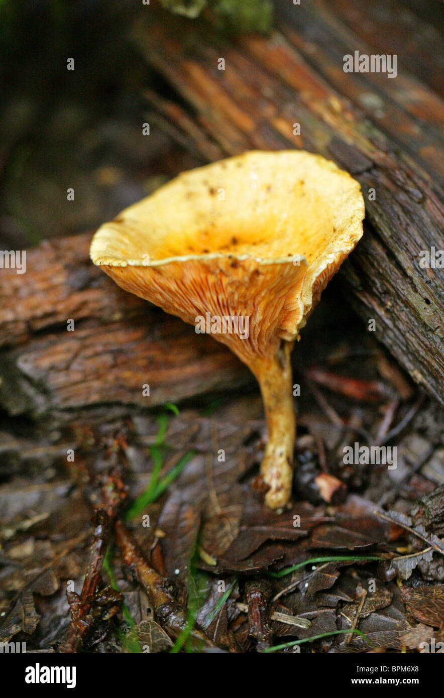 False Chanterelle, Hygrophoropsis aurantiaca, Hygrophoropsidaceae Stock Photo