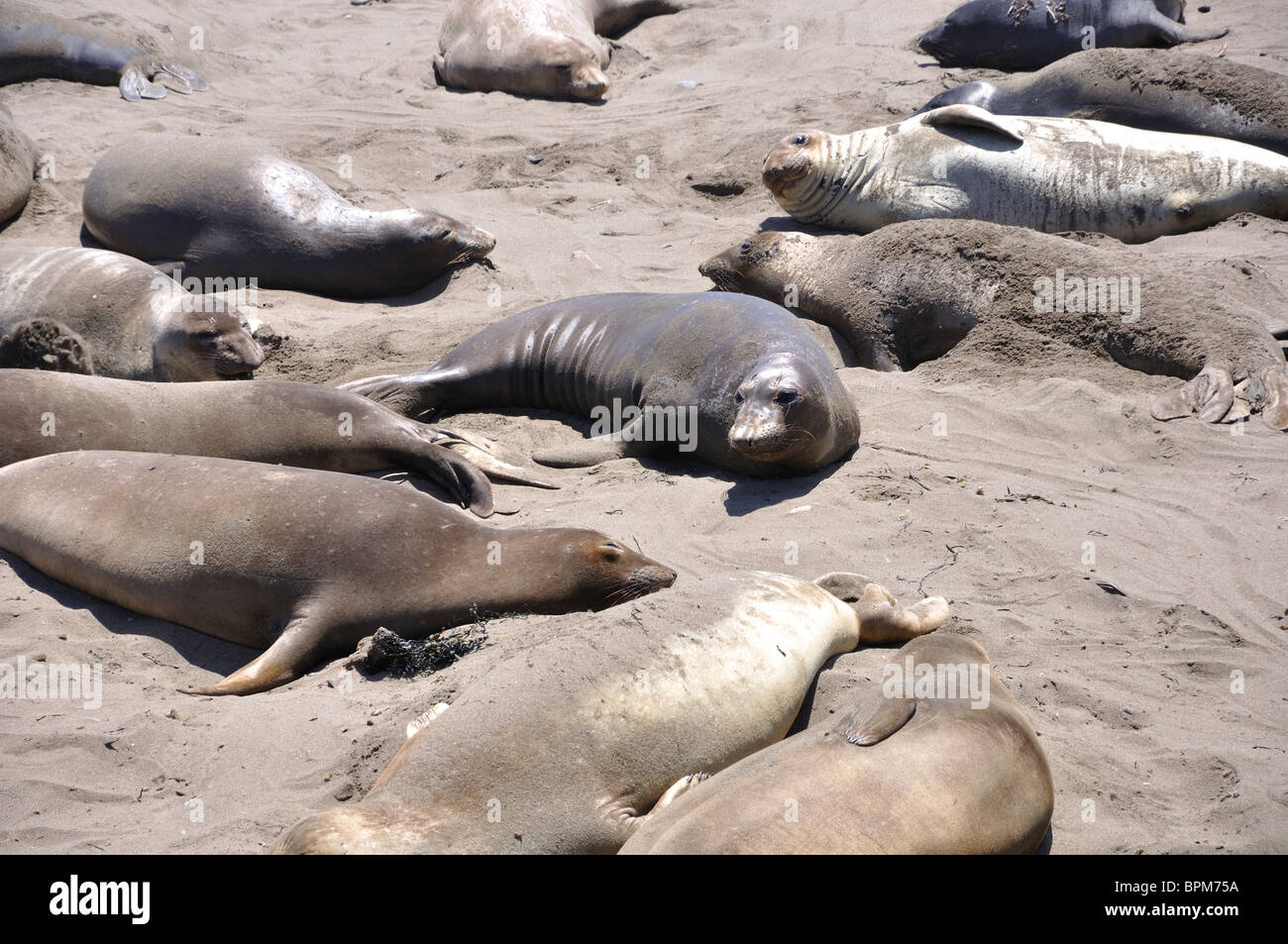 Elephant seals colony during molting period, Piedras Blancas beach ...
