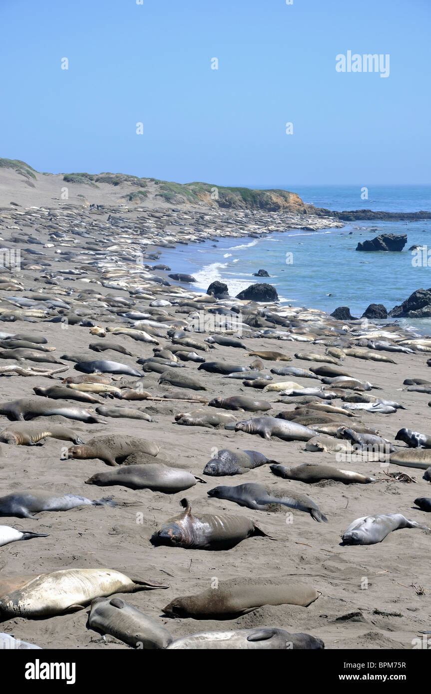 Elephant seals colony during molting period, Piedras Blancas beach ...