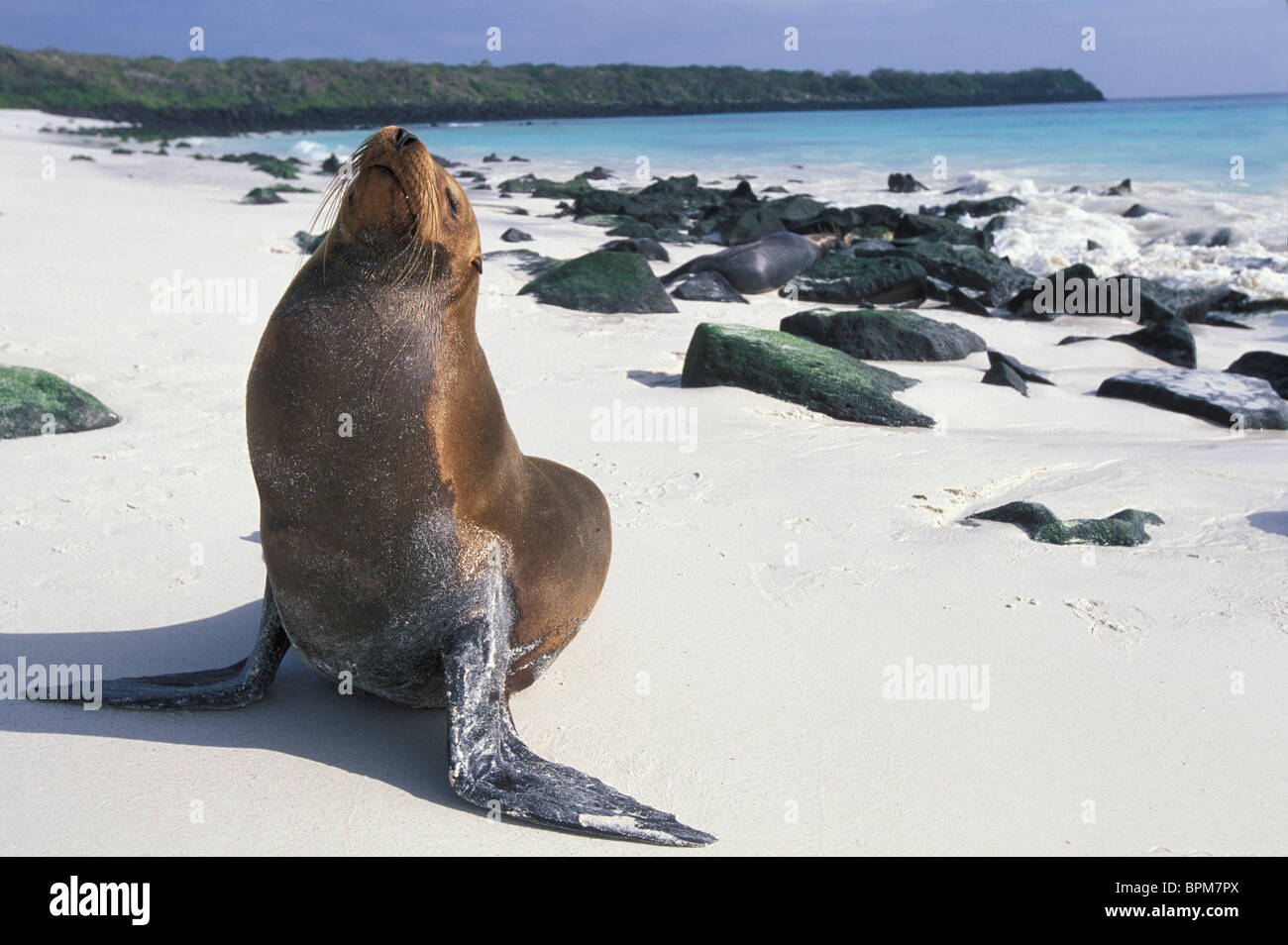 Ecuador, Galapagos Islands, Galapagos Sea Lion (Zalophus californianus) resting on sandy beach on Espanola Island Stock Photo