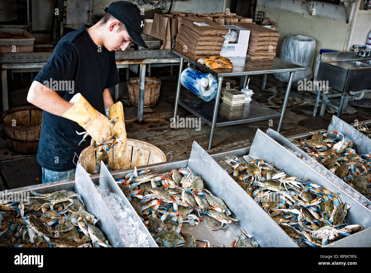 WASHINGTON DC, USA Fishmonger sorting fresh crabs at the historic