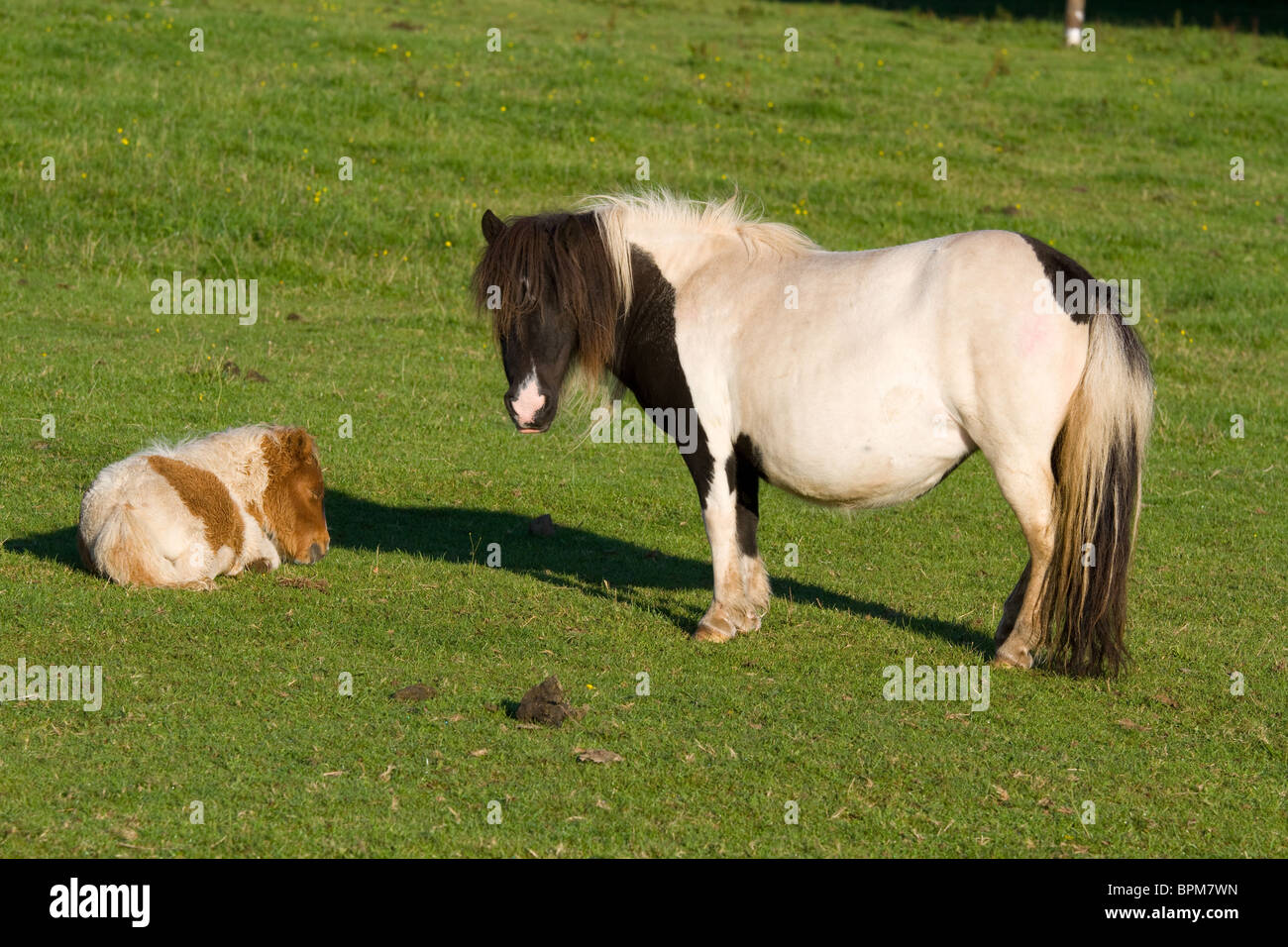 Piebald pony and skewbald foal resting Stock Photo