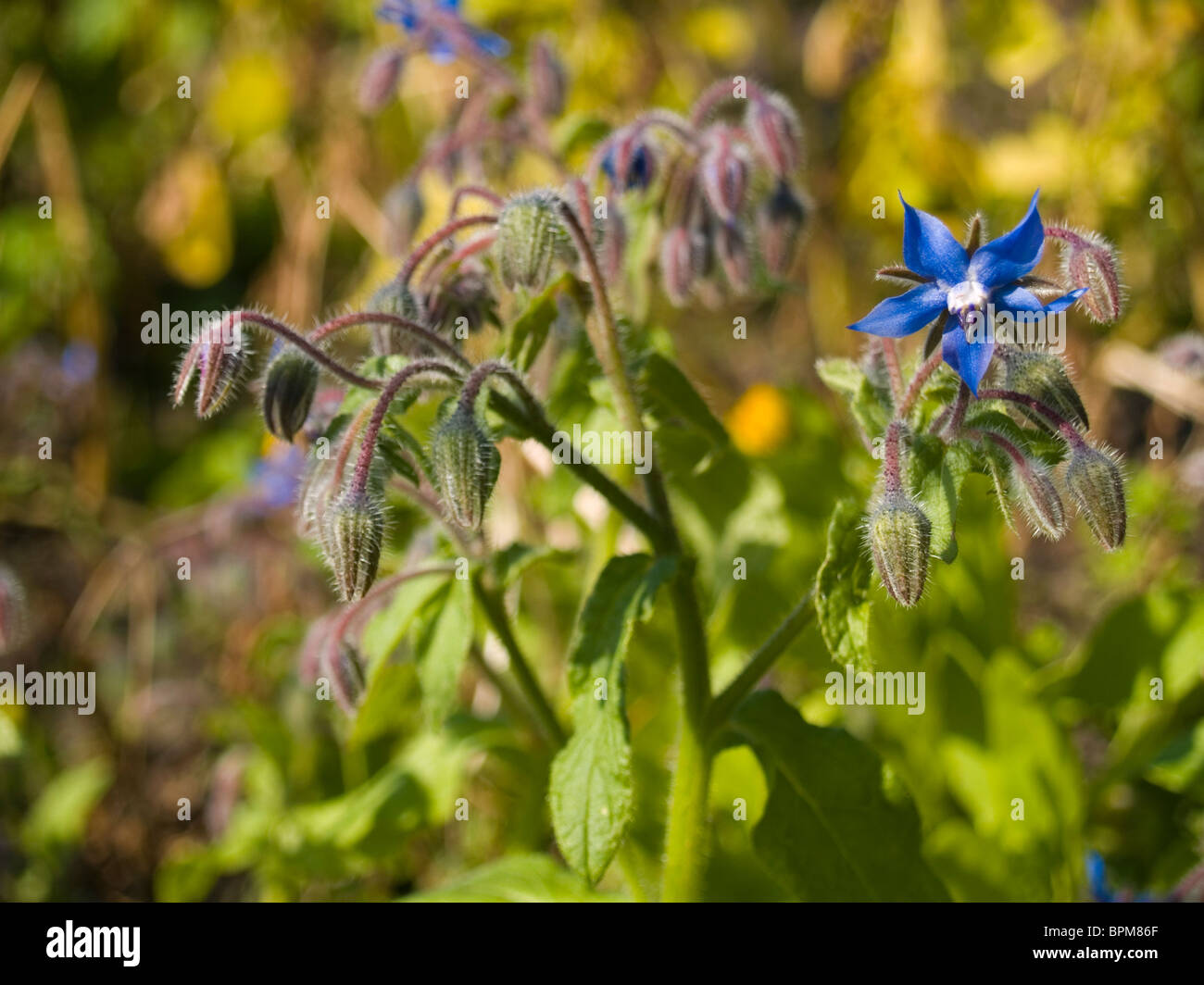 Herb Borage in flower Stock Photo