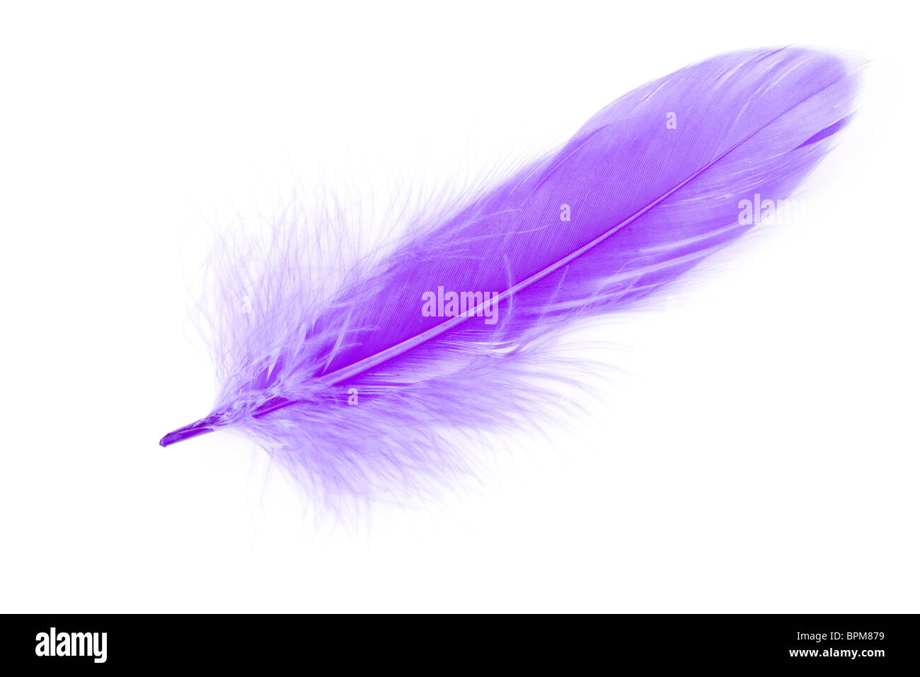 Purple Feather Images – Browse 91,547 Stock Photos, Vectors, and Video