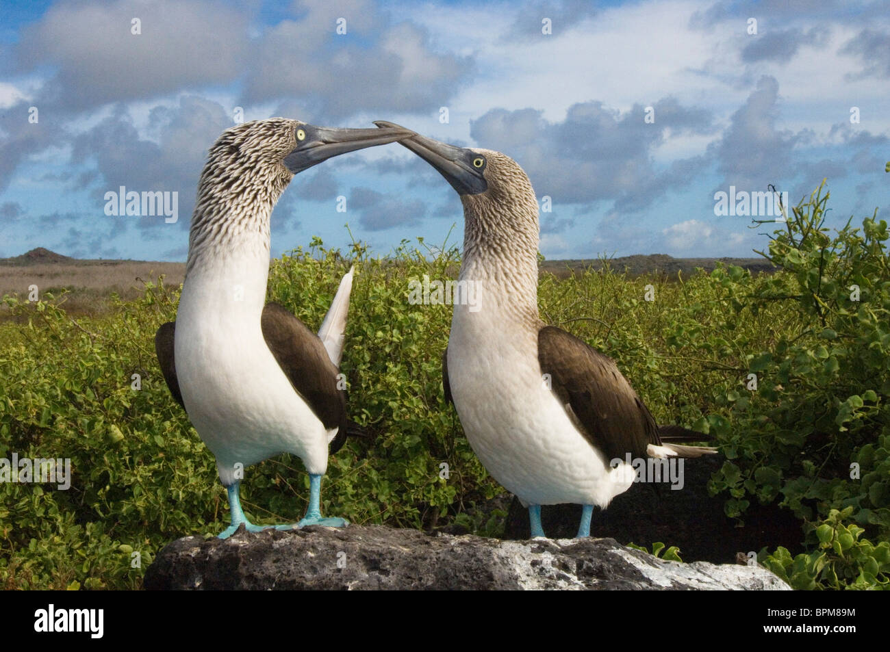 Blue-footed booby courtship Punta Cevallos Espanola or Hood Island Island Galapagos Islands Ecuador. Stock Photo
