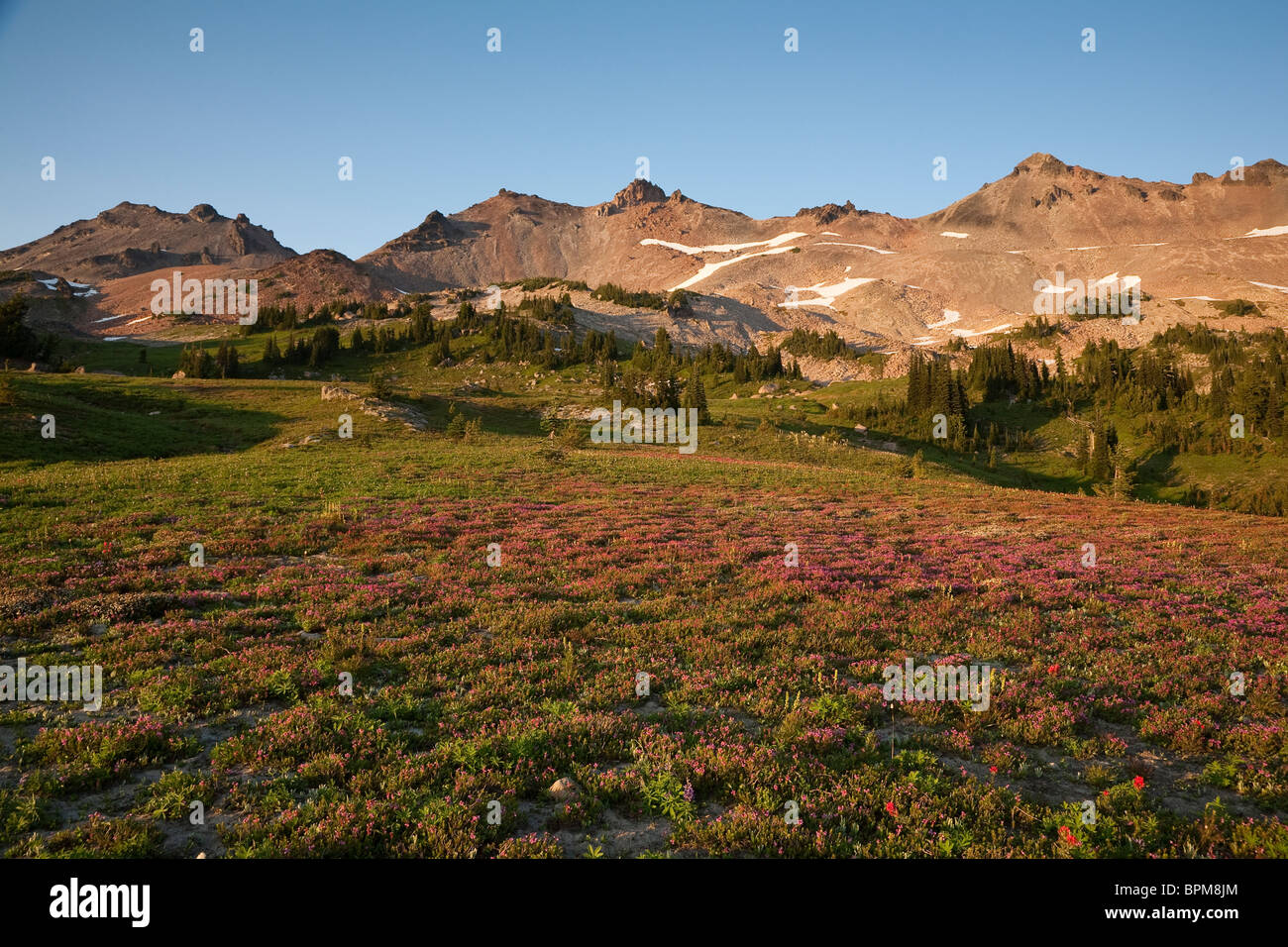 Wildflower Meadow along the PCT in the Goat Rocks Wilderness, Gifford