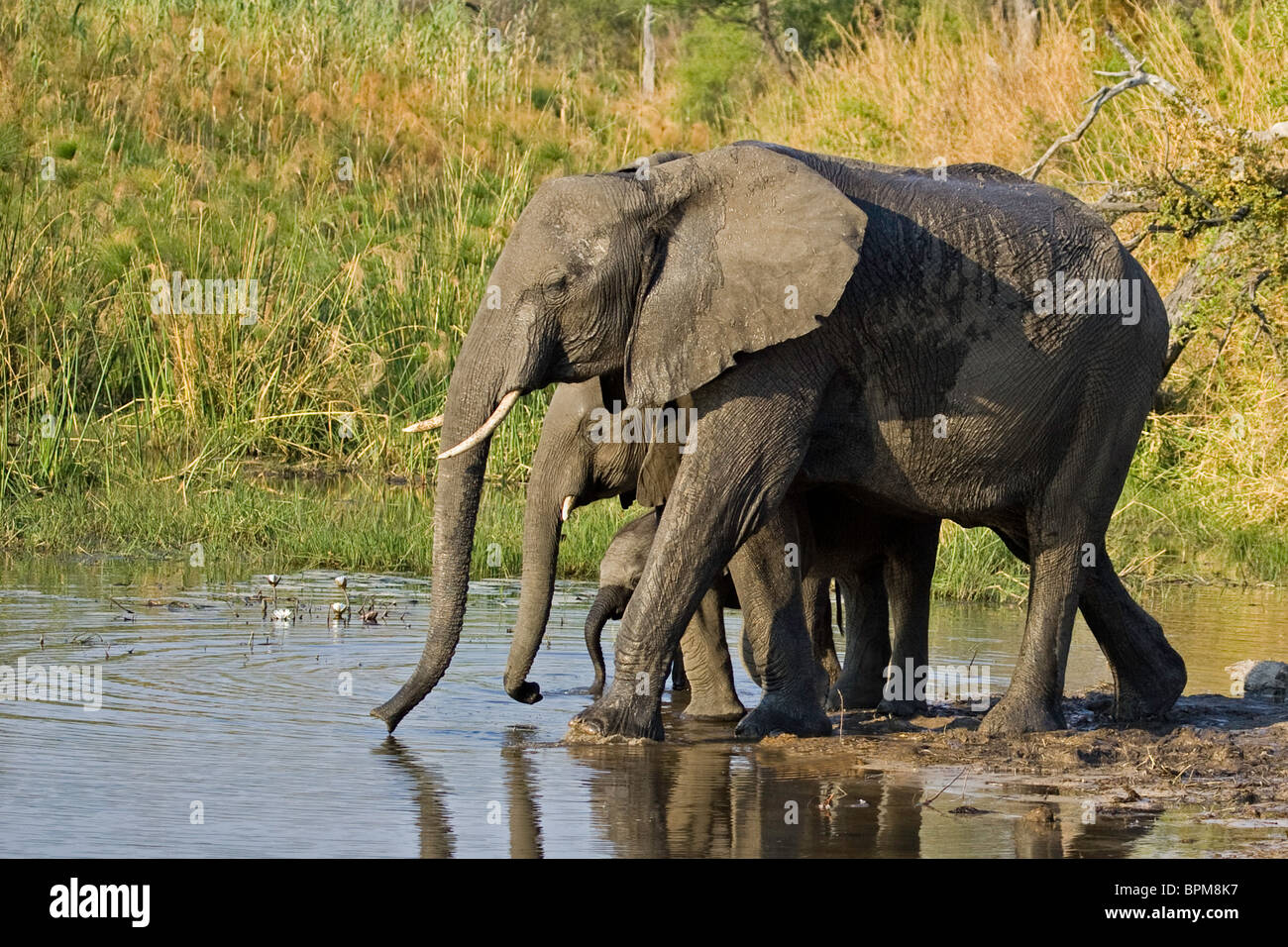 African Elephant Family mother And Calves Drinking From Pond In Linyanti Reserve Botswana 