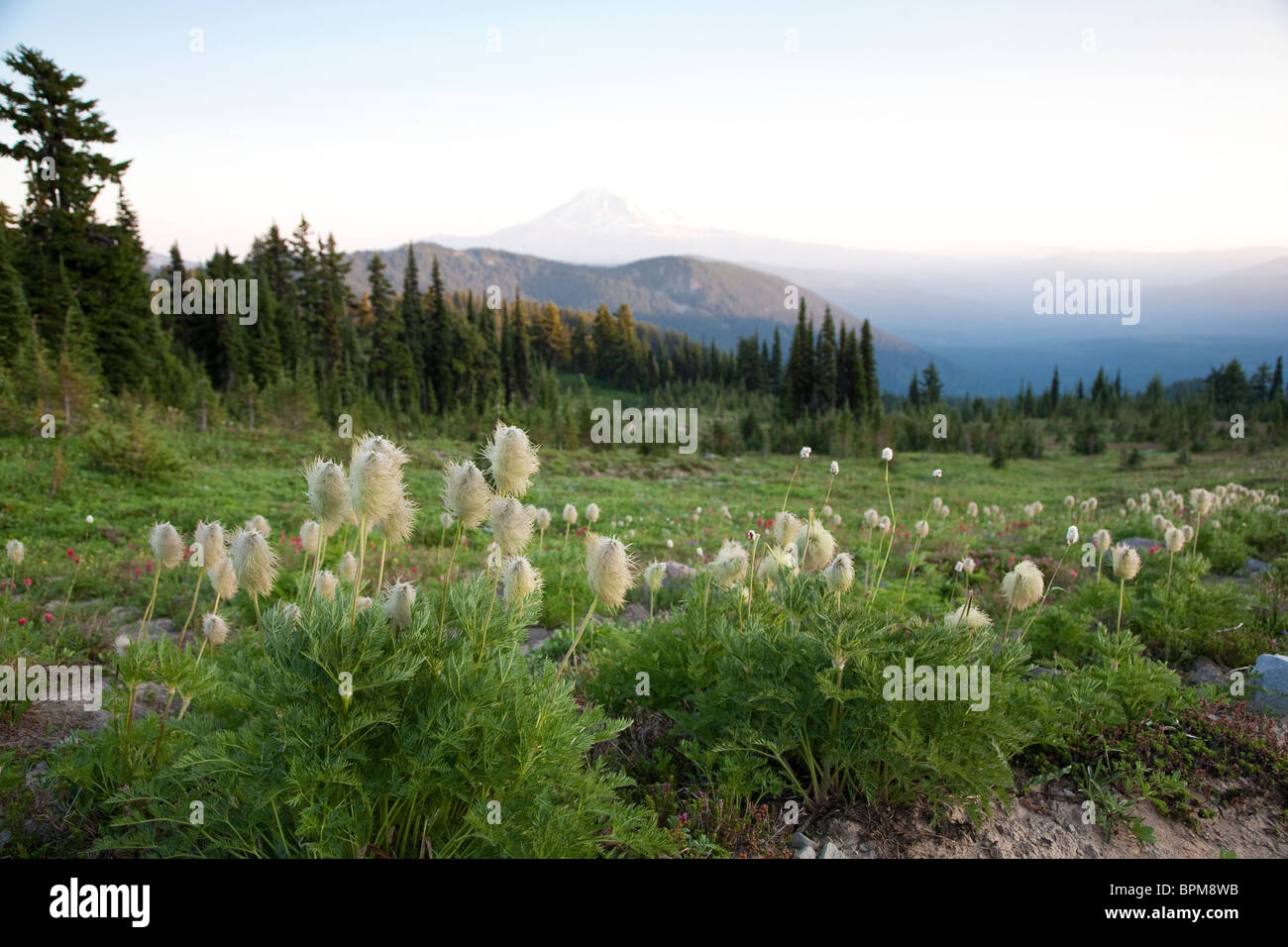 Western Anemones along the Pacific Crest Trail in the Goat Rocks Wilderness, Gifford Pinchot National Forest - Washington Stock Photo