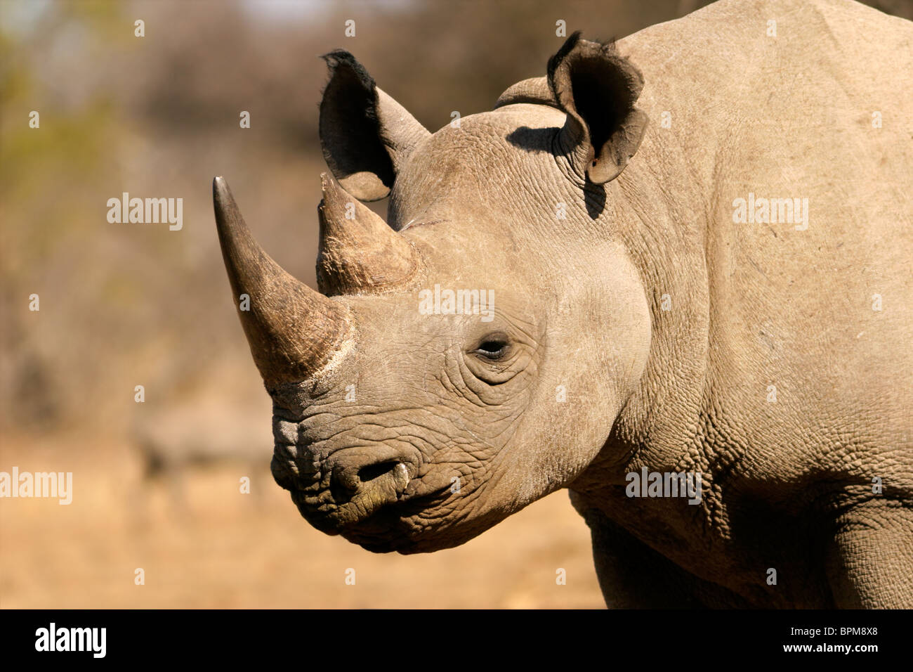 Portrait of a black (hooked-lipped) rhinoceros (Diceros bicornis), South Africa Stock Photo