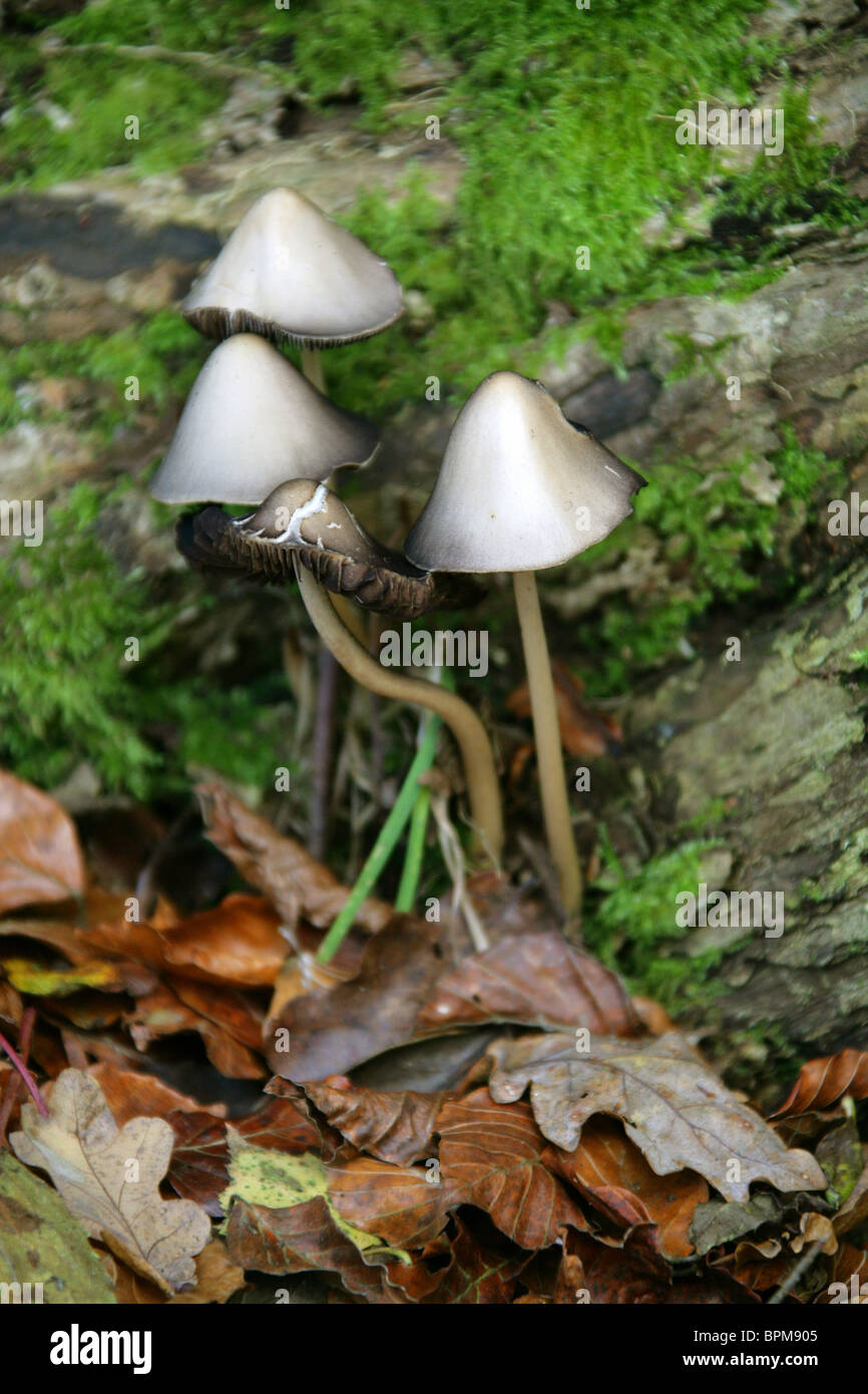 Common Inkcap Toadstool,  Coprinopsis atramentaria, Psathyrellaceae. Stock Photo