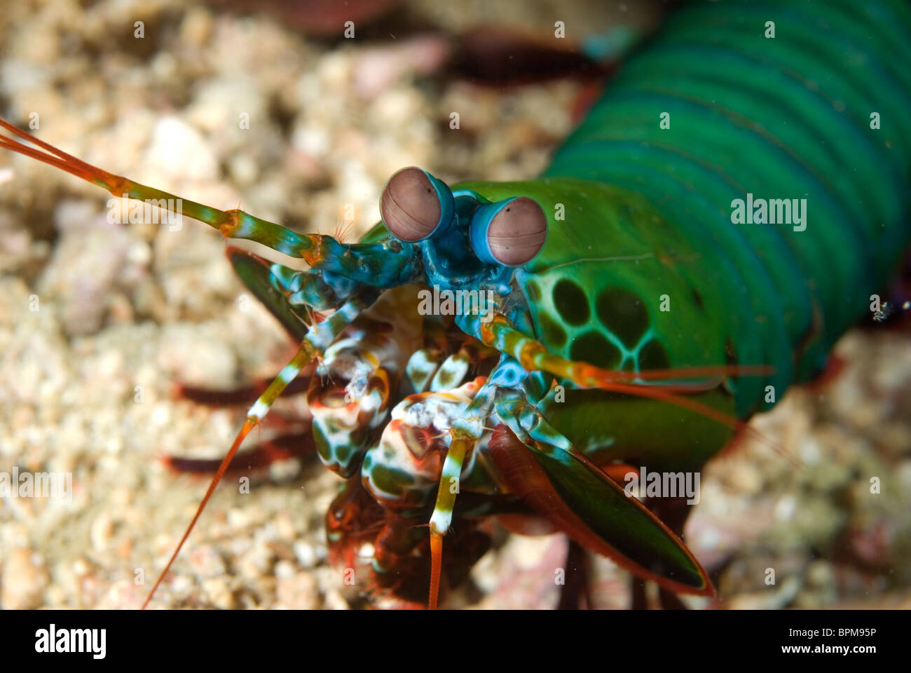 Mantis shrimp, Odontodactylus scyallarus, Peurto Galera, Philippines, Pacific Ocean. Stock Photo