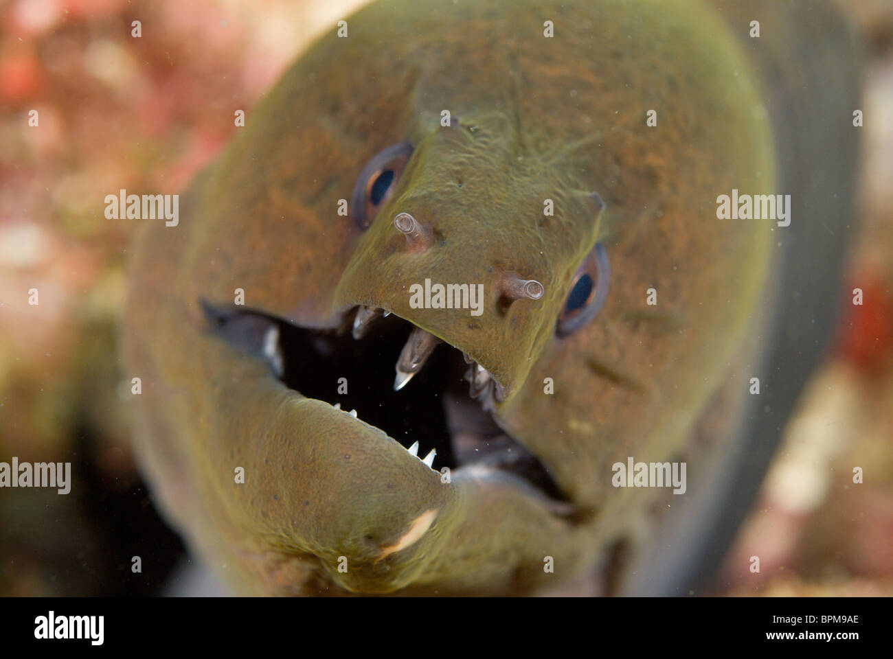 Giant Moray eel, Gymnothorax javanicus, Maldives, Indian Ocean Stock