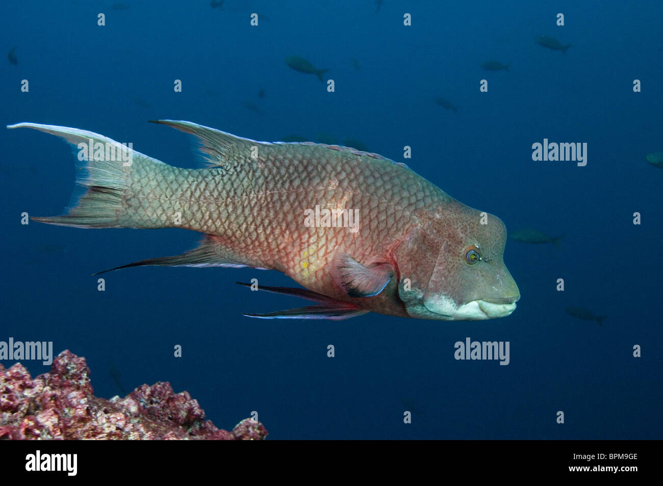 Streamer Hogfish (Bodianus diplotaenia) or Mexican hogfish off of Wolf