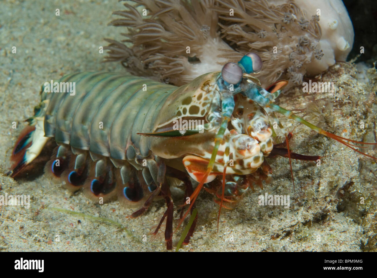 Mantis shrimp, Odontodactylus scyallarus, Puerto Galera, Philippines, Pacific Ocean. Stock Photo