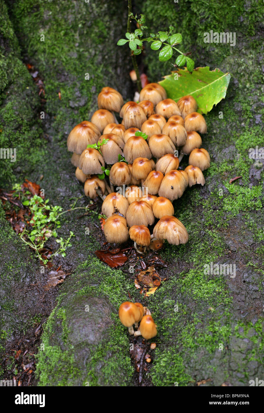 Glistening Inkcap Fungi, Coprinellus micaceus, Psathyrellaceae. Previously Coprinus micaceus, Coprinaceae Stock Photo
