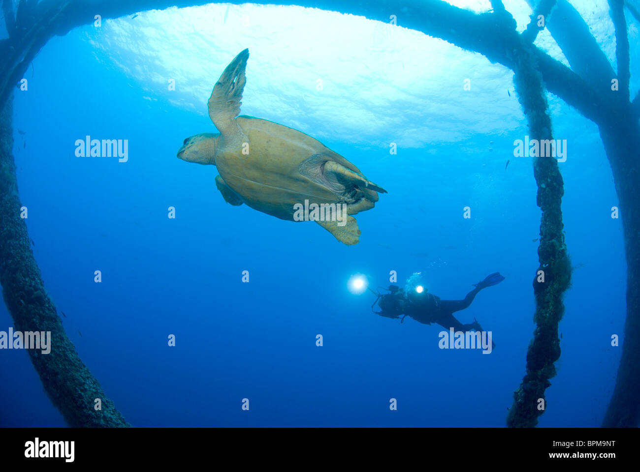 Loggerhead turtle, Caretta caretta, at HI-389 rig near East Flower Garden Bank, Gulf of Mexico Stock Photo