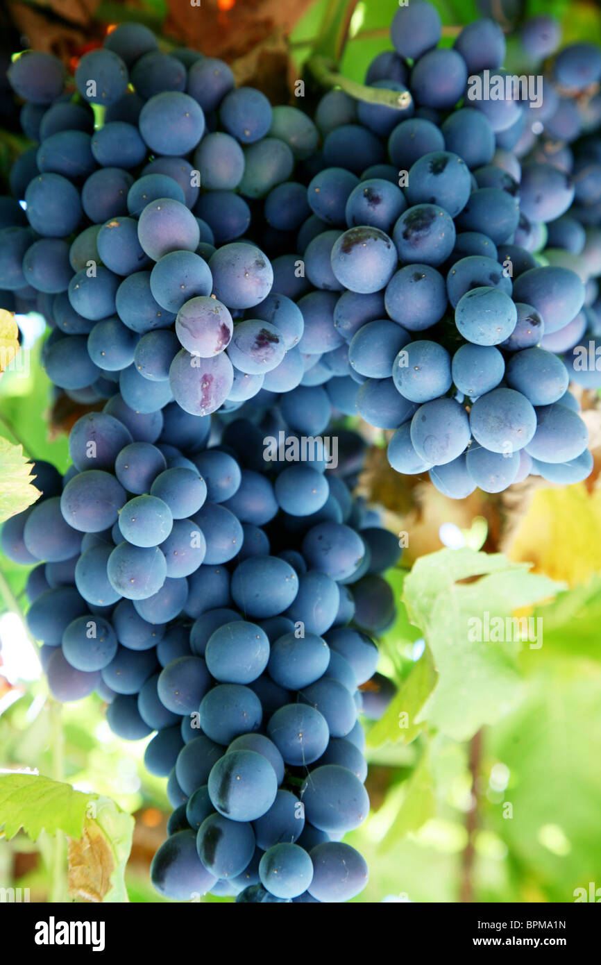 Bunch of blue grapes in a vineyard Stock Photo