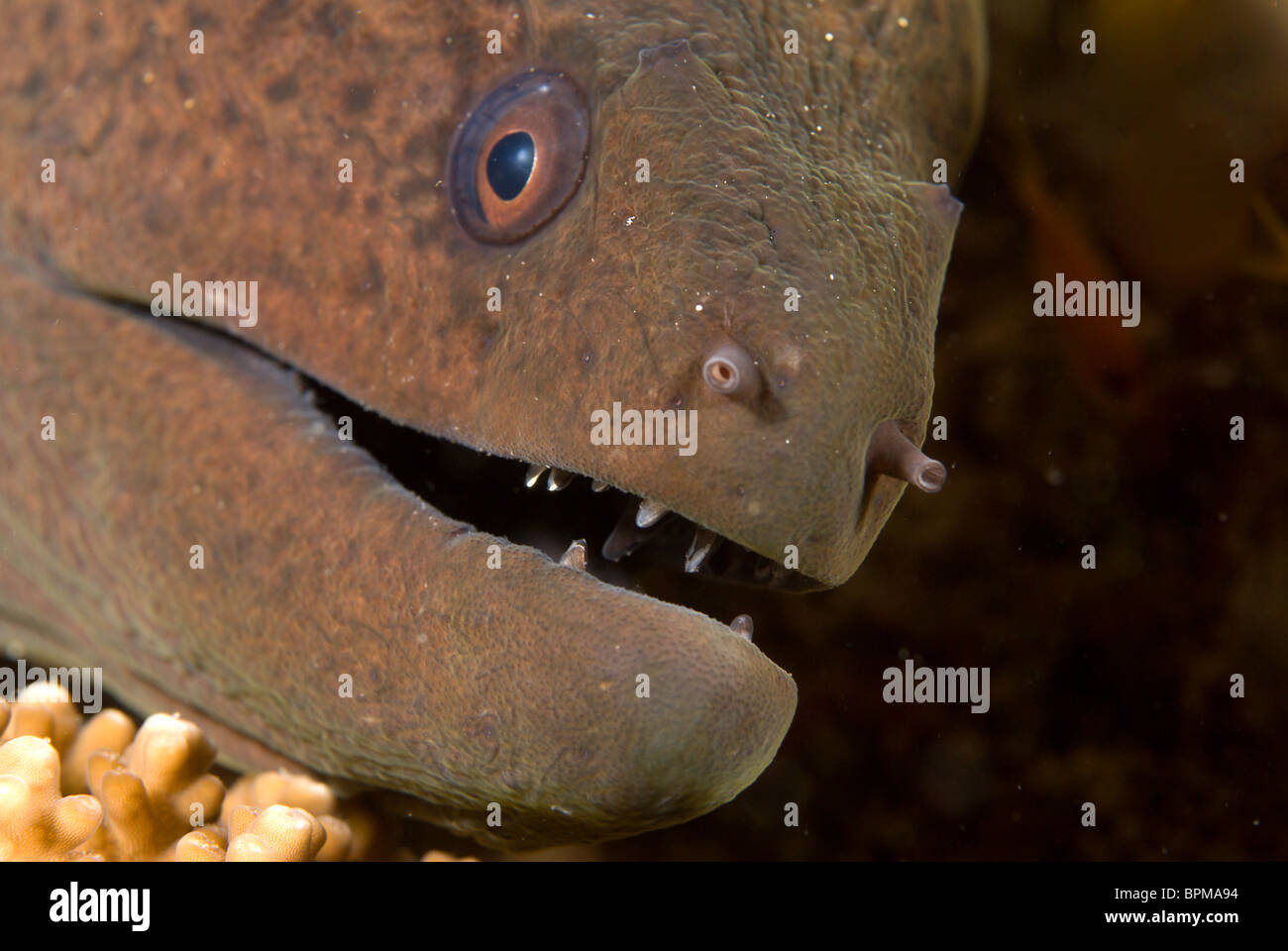 Giant moray eel, Gymnothorax javanicus, Maldives, Indian Ocean Stock Photo