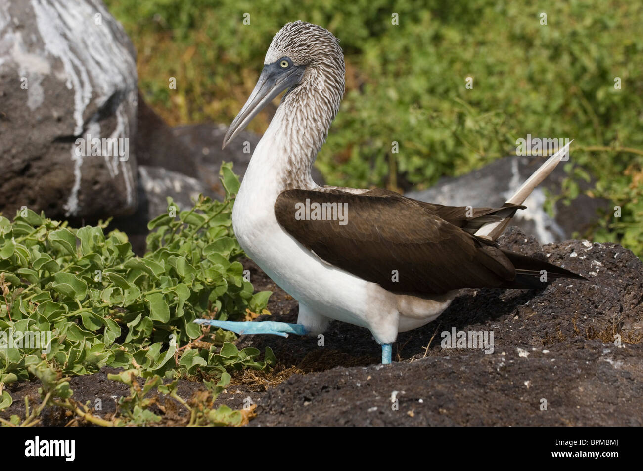 Blue-footed booby (Sula nebouxii excisa) Punta Cevallos, Espanola or Hood Island Island, Galapagos Islands, Ecuador. Stock Photo