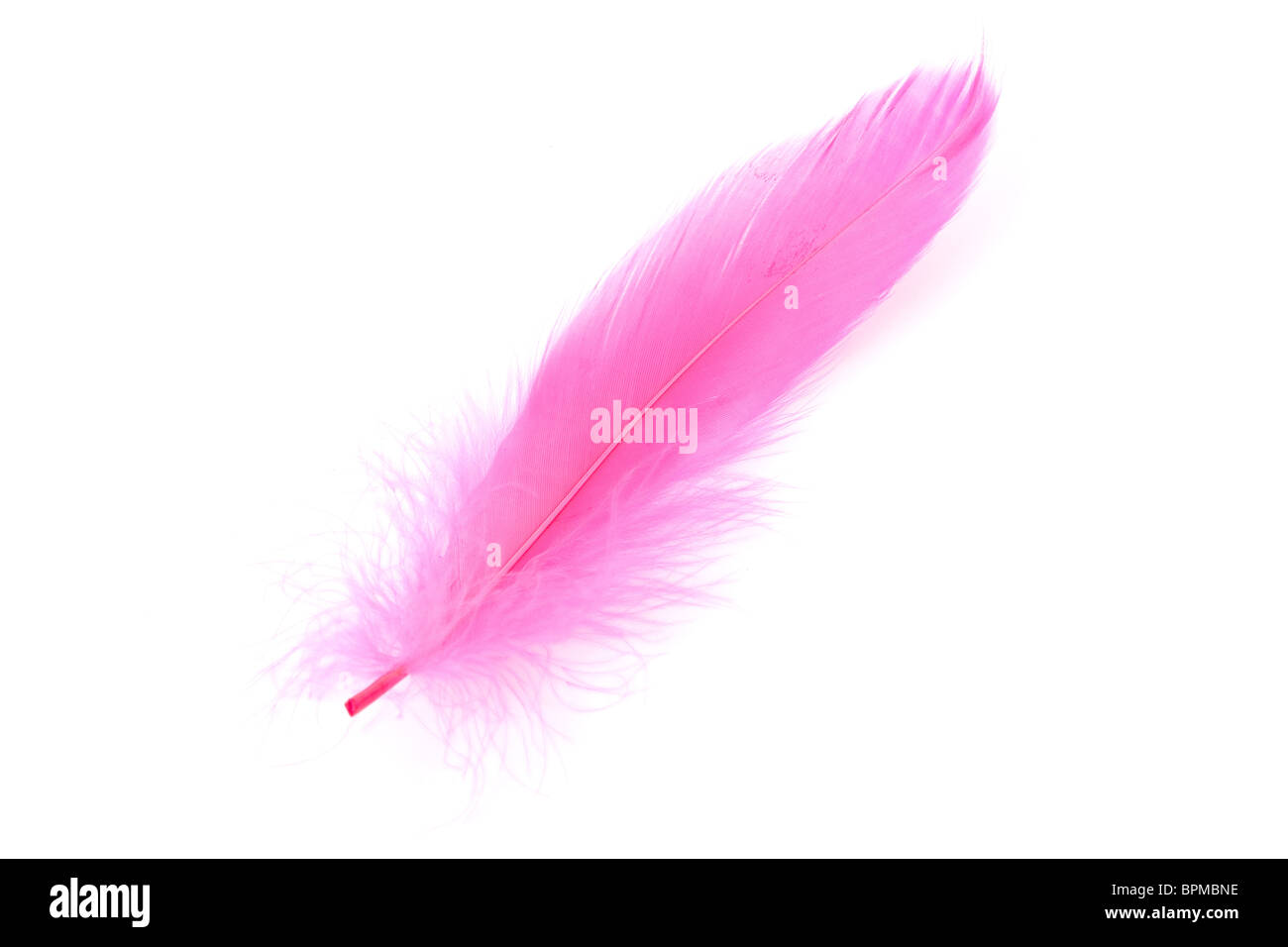 Pink Feather with white background Stock Photo