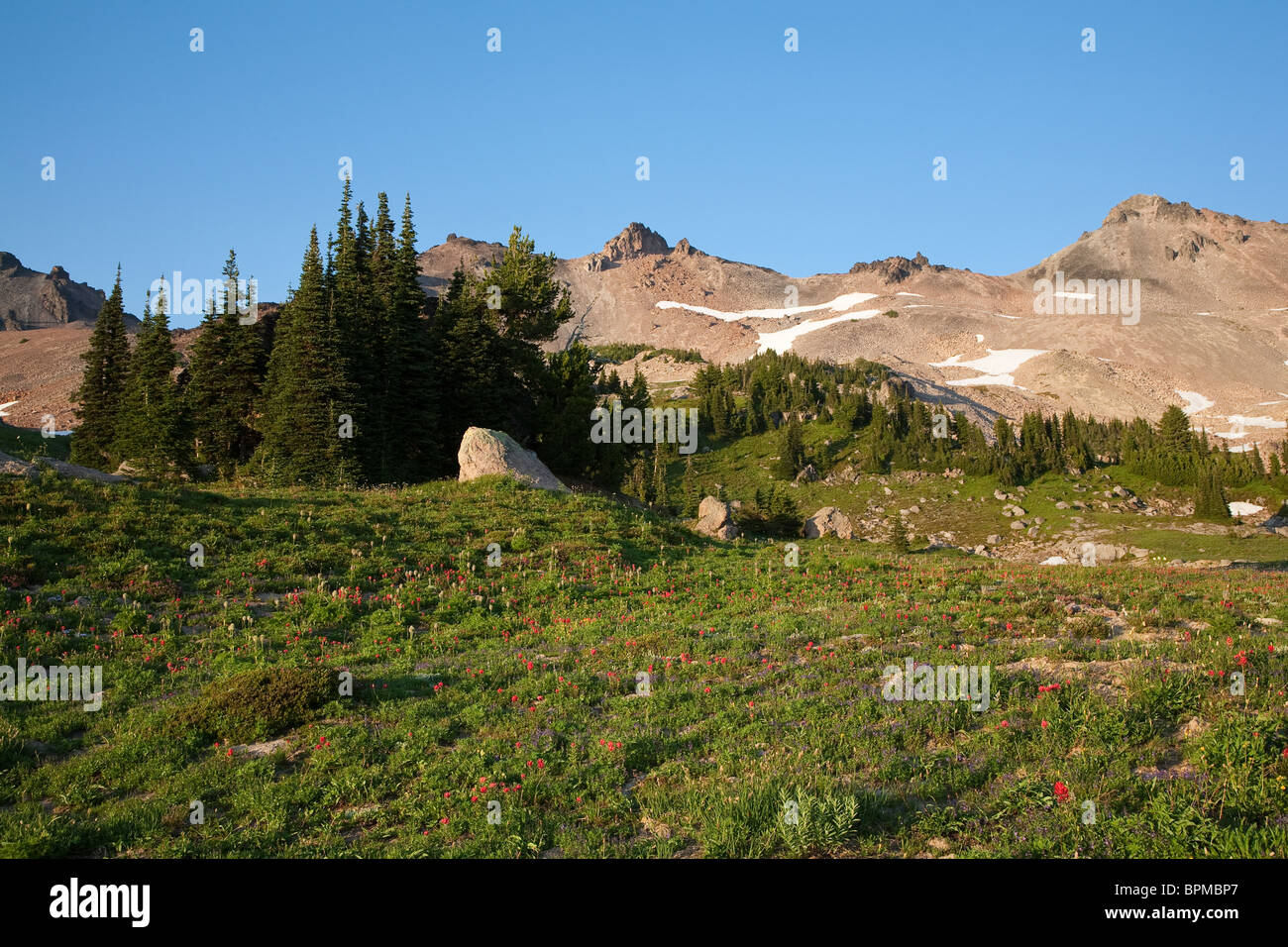 Wildflower Meadow near Snowgrass Flats - Goat Rocks Wilderness, Gifford Pinchot National Forest - Washington Stock Photo