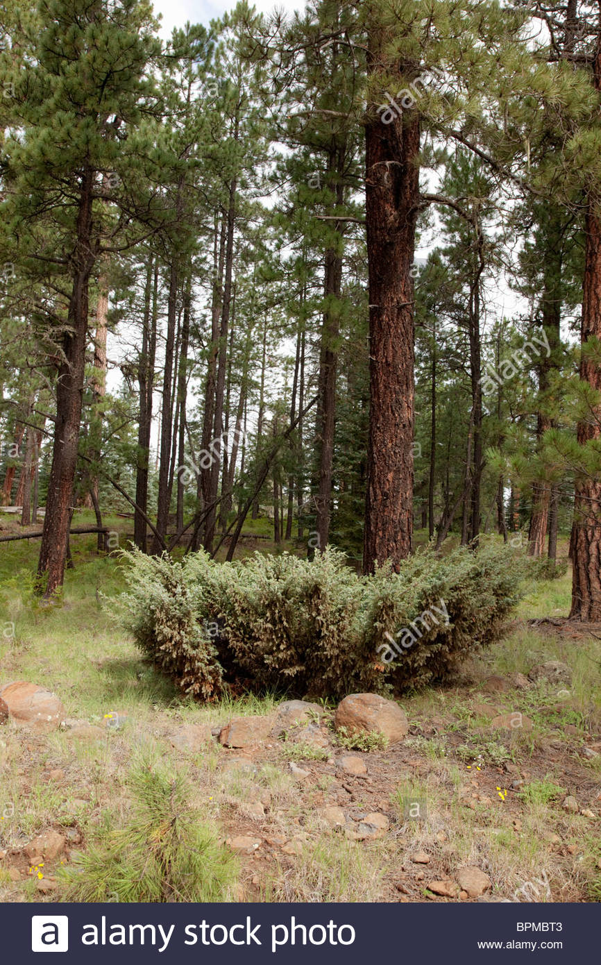 Common Juniper Juniperus communis Dwarf Juniper Ground ...