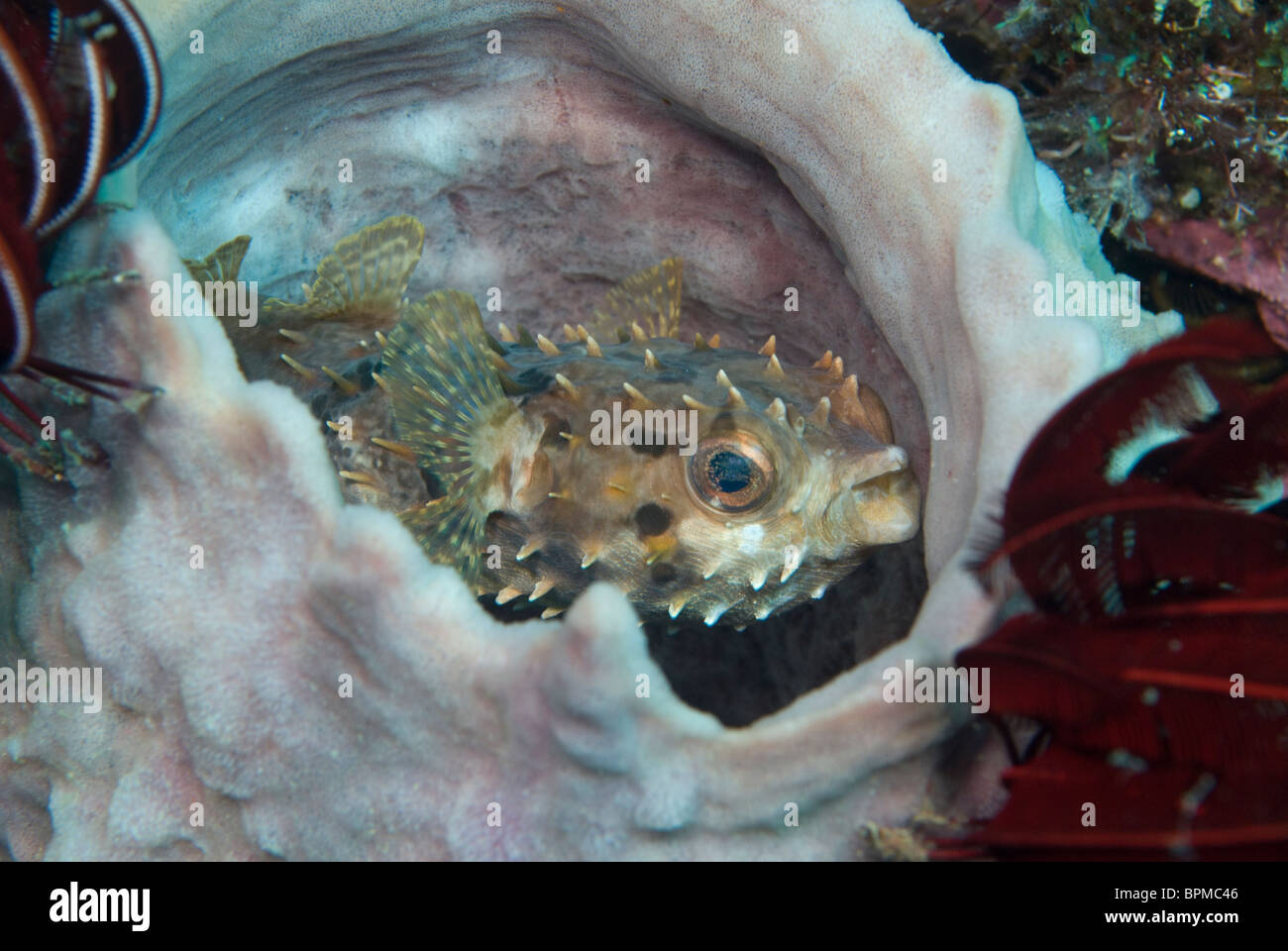 Spotted burrfish, Chilomycterus reticulatis, in sponge, Puerto Galera, Philippines, Pacific Ocean. Stock Photo