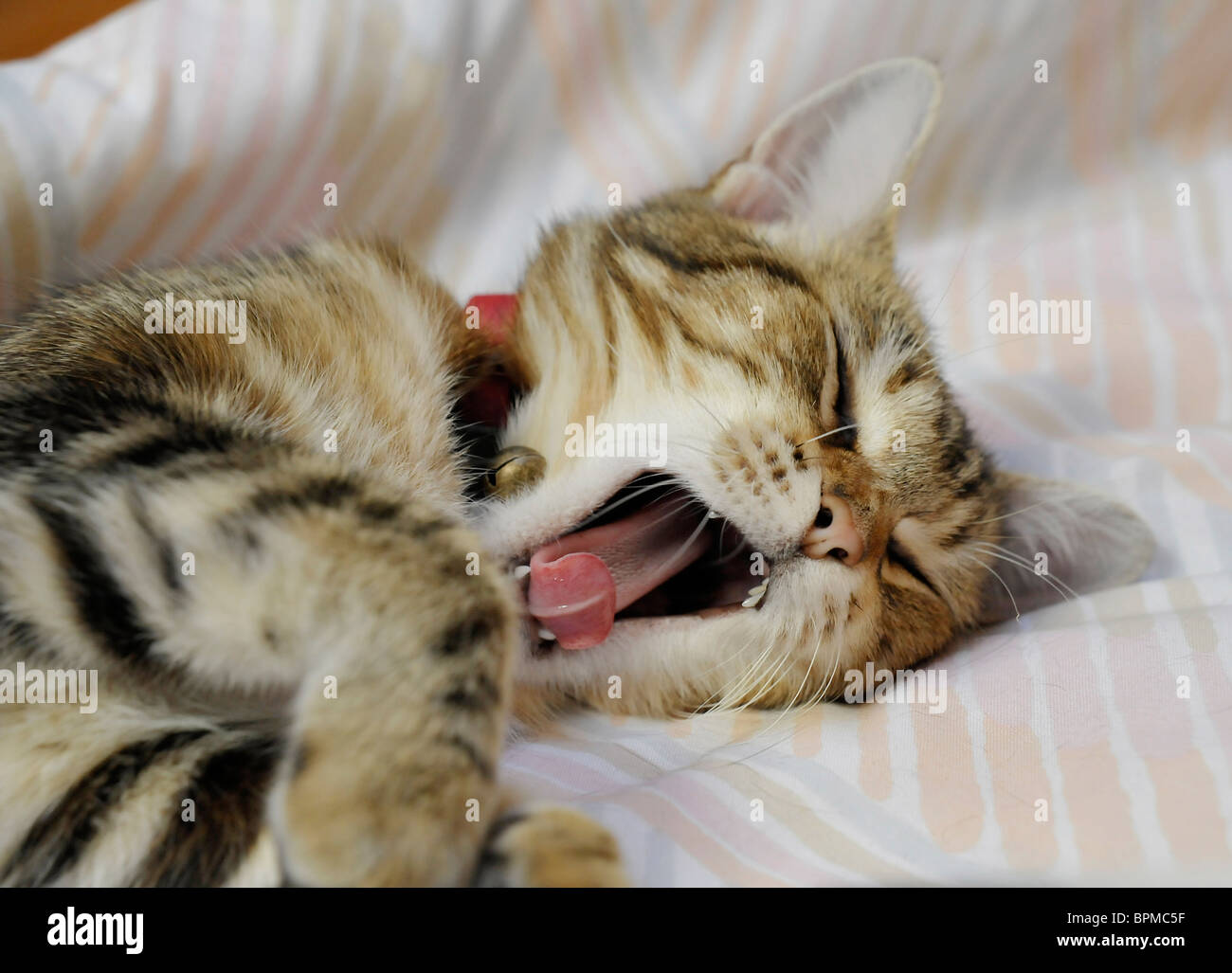 Funny animals young tabby cat sleeping Stock Photo