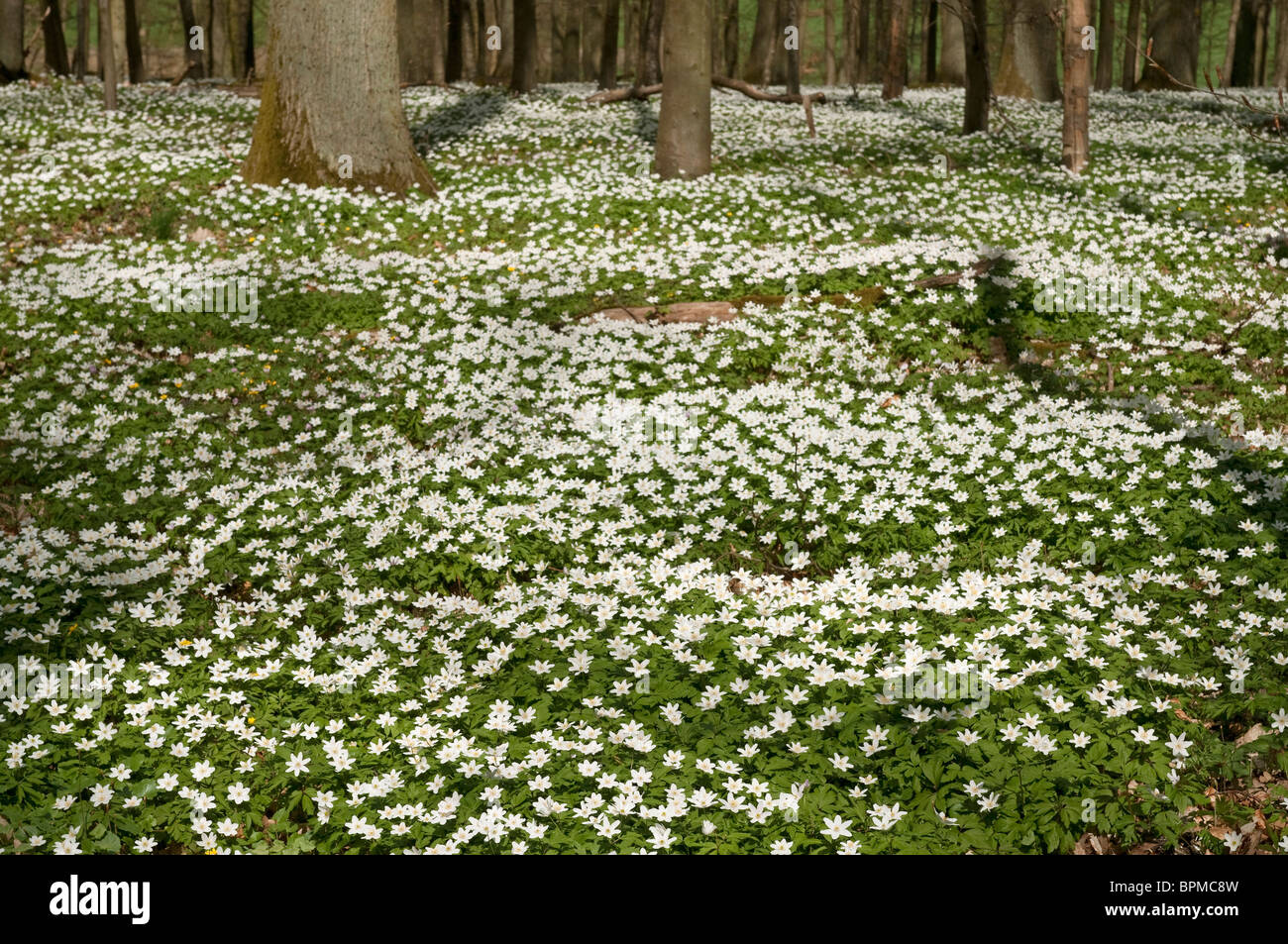 Wood Anemone (Anemone nemorosa). Flowering plants covering the floor of