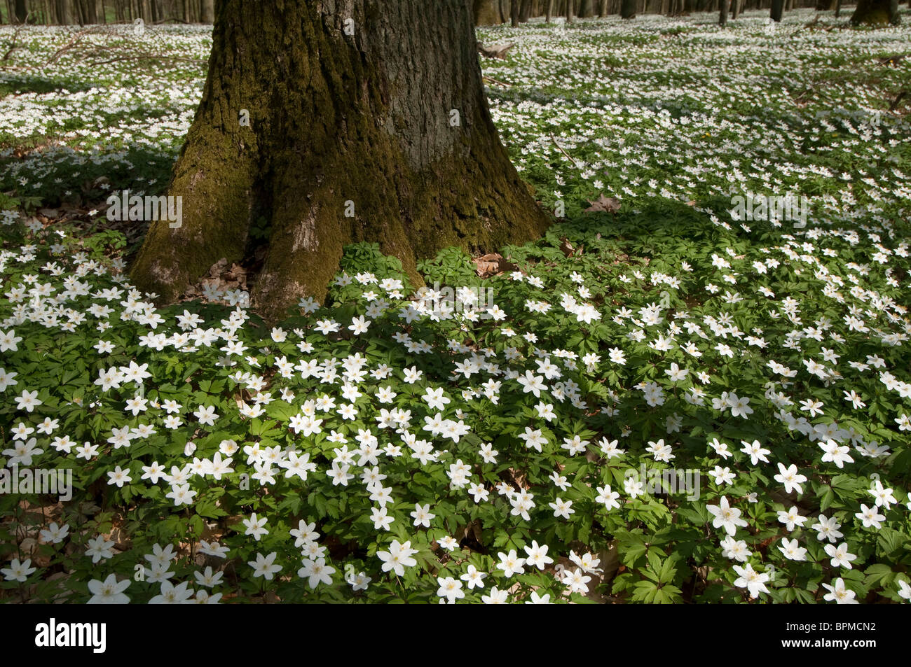 Wood Anemone (Anemone nemorosa). Flowering plants covering the floor of a beech wood in spring. Stock Photo