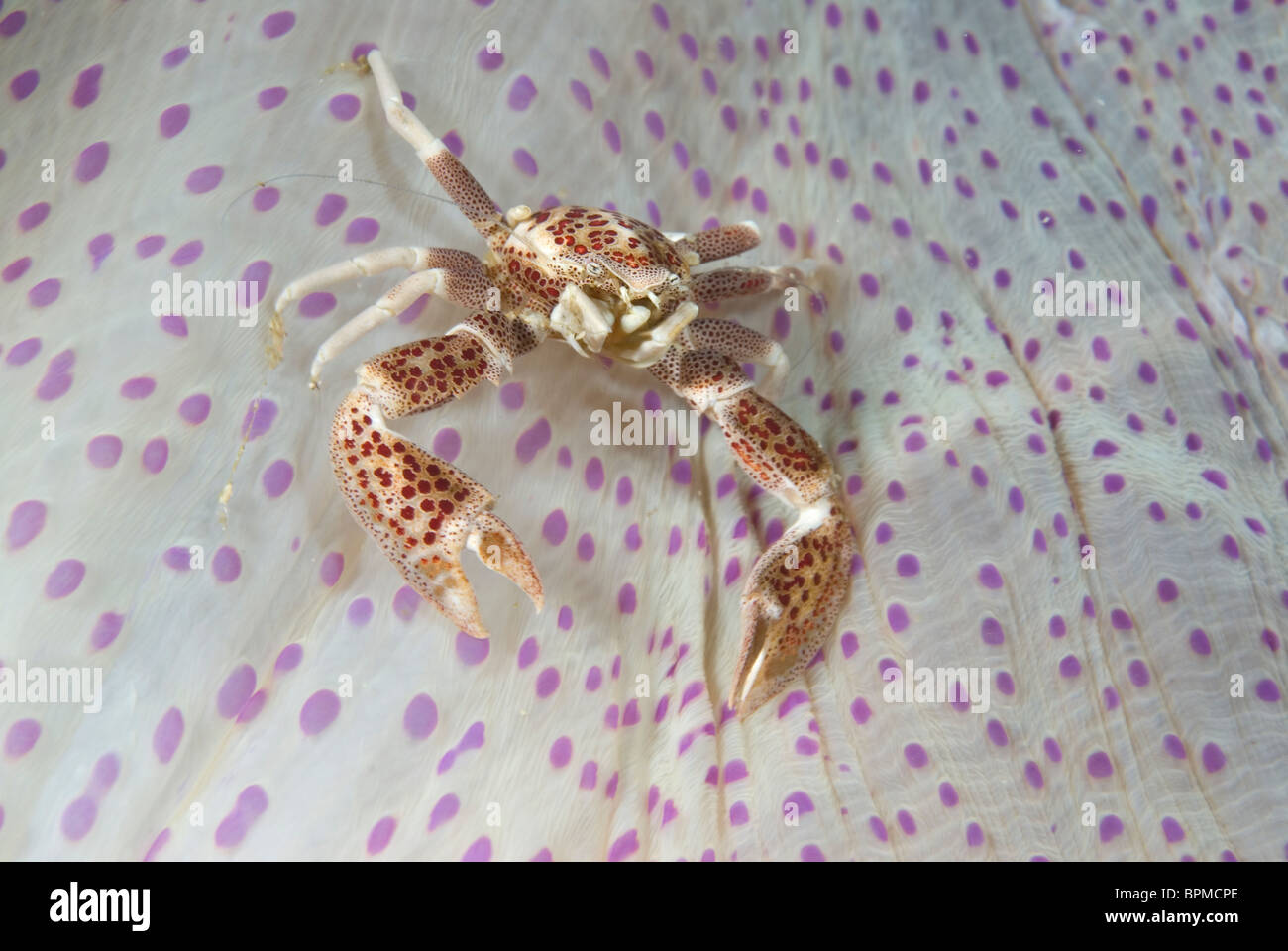 Porcelain anemone crab, Neopetrolisthes oshimai, Puetro Galera, Philippines, Pacific Ocean. Stock Photo