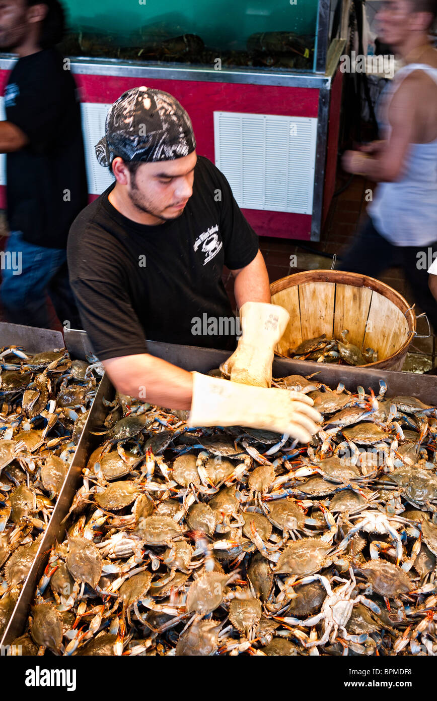 WASHINGTON DC, USA Fishmonger sorting fresh crabs at the Maine Avenue