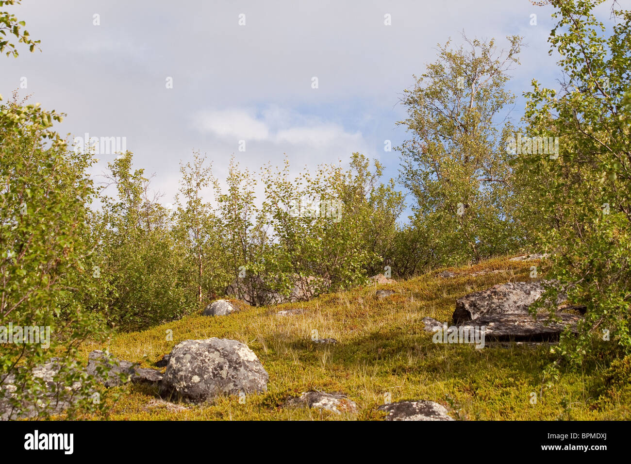 Typical sub arctic vegetation in Abisko National Park, Lappland, Sweden, during the summer Stock Photo