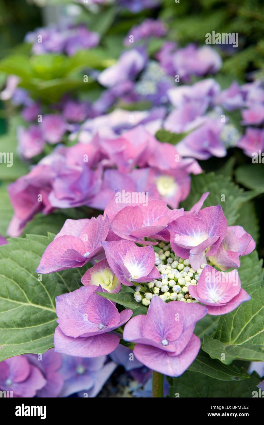 Flowers in the grounds during the Wimbledon Tennis Championships 2010  Stock Photo