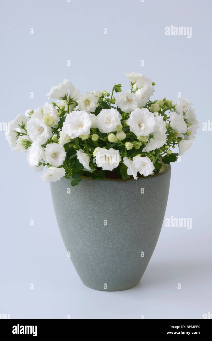 Bellflower (Campanula), potted plant with white, double flowers against. Stock Photo