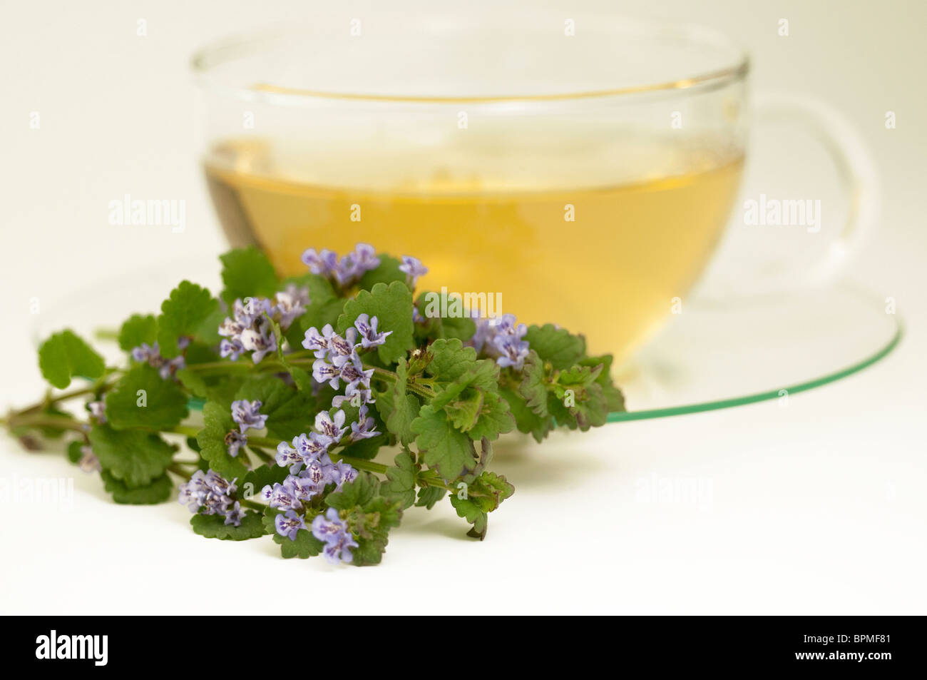 Ground Ivy (Glechoma hederaceum). A cup of infusion with flowering stalks, studio picture against a white background. Stock Photo