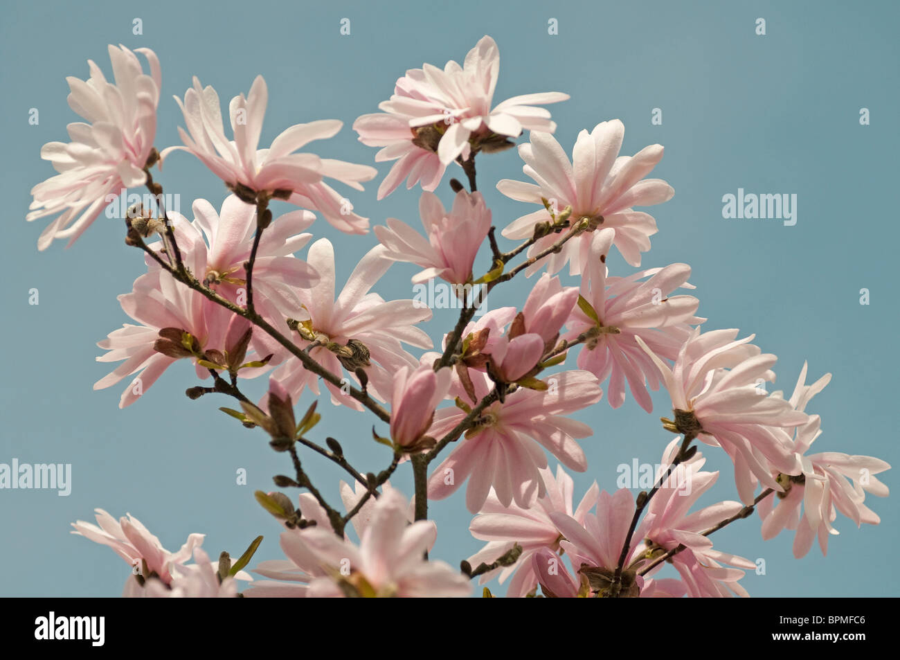 Star Magnolia (Magnolia kobus var. stellata Rosea Jane Platt), flowering twigs. Stock Photo