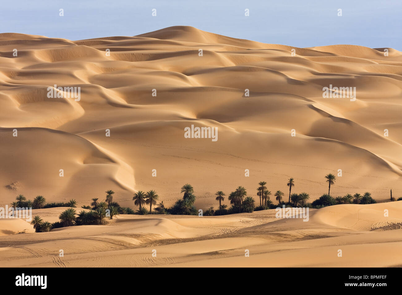 Libyan Desert Animals