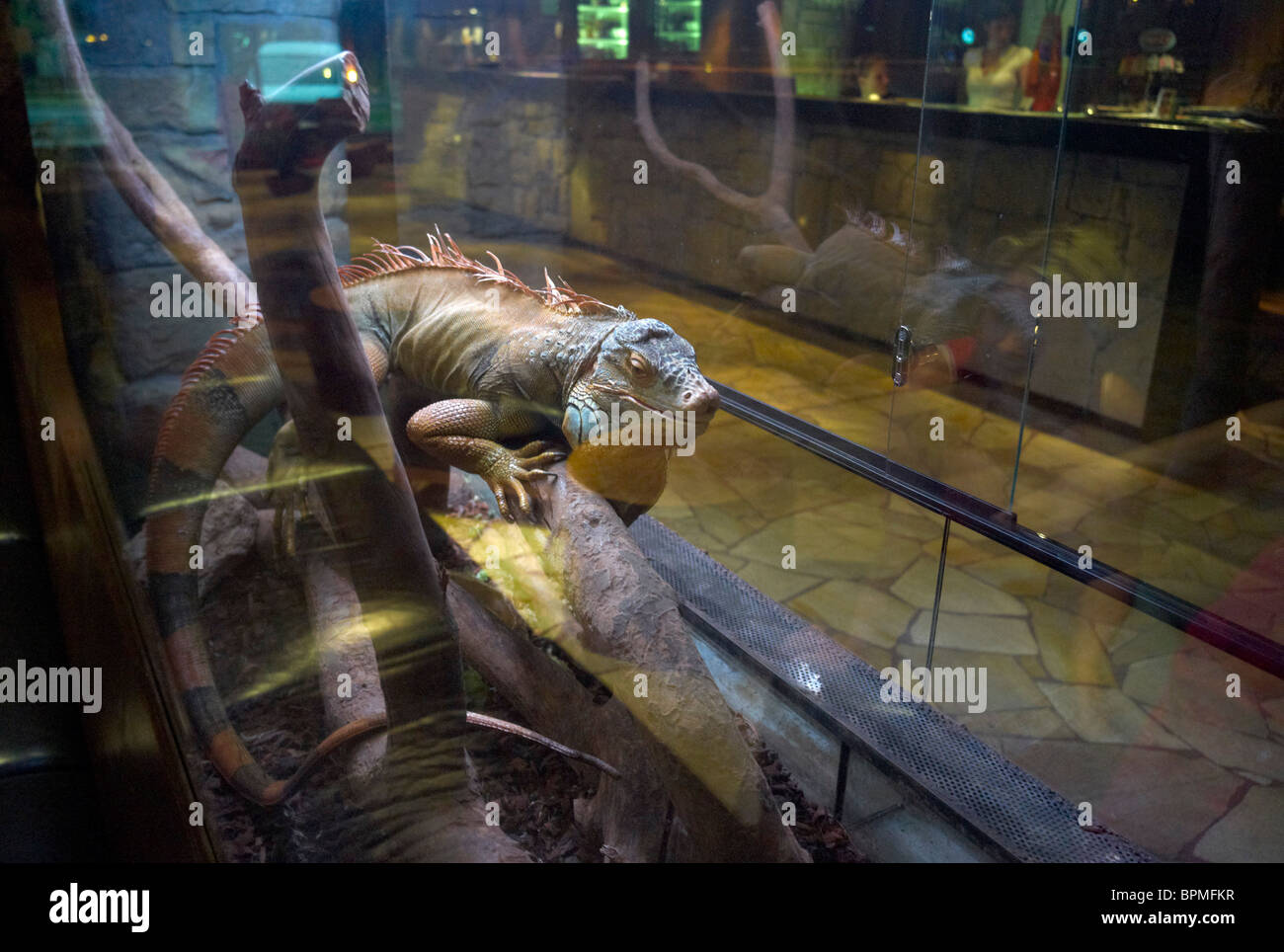 Iguana in a vivarium in Tri Studnicky Hotel in Jasna valley, low Tatra or Nizke Tatry national Park Slovakia Stock Photo