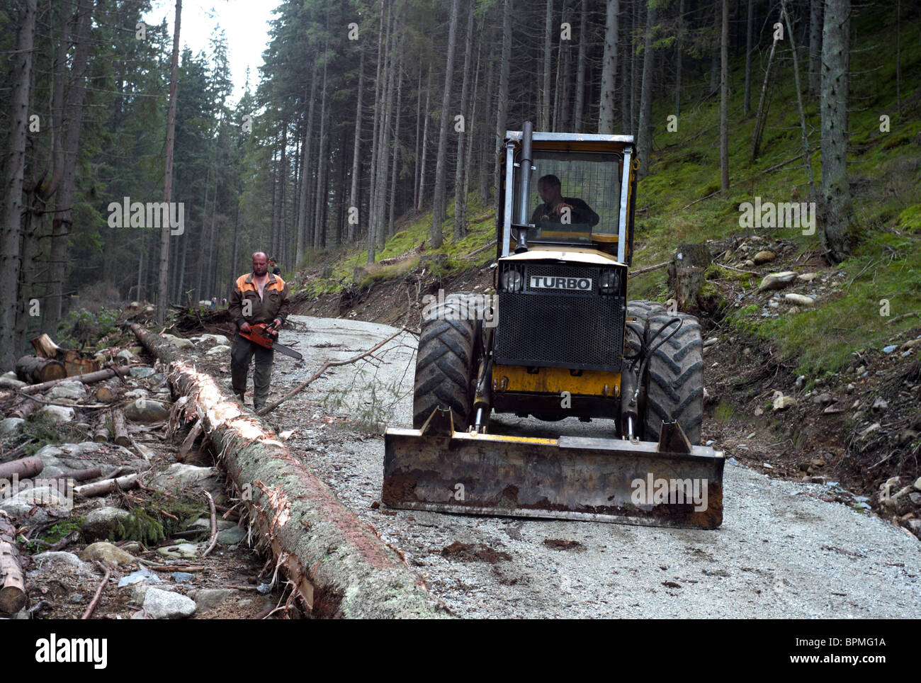 Foresters selectively felling trees in Nizke Tatry or Low Tatras National Park Slovakia Stock Photo