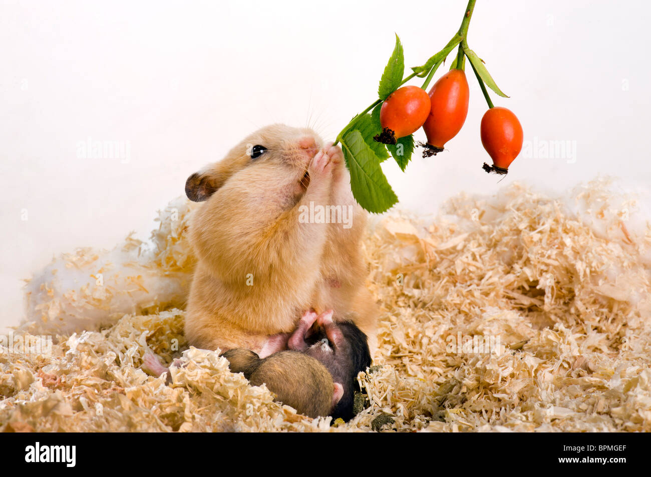 goldhamster and sucklings suckle sucking babies baby lactation Mesocricetus auratus child joung kid children embryo Stock Photo