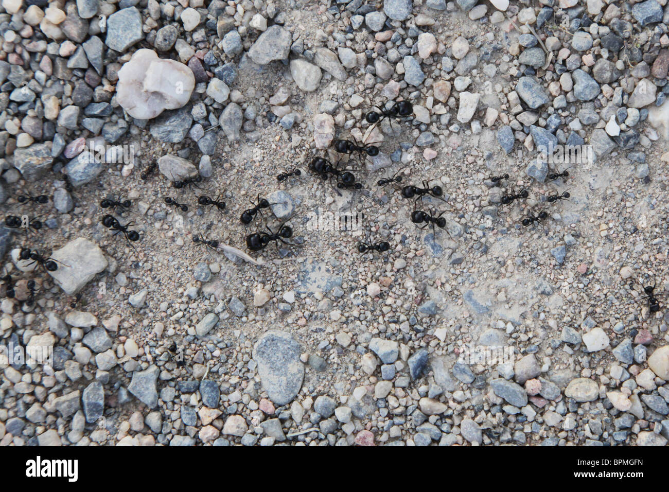 A line of ants on a path through stones and pebbles Stock Photo