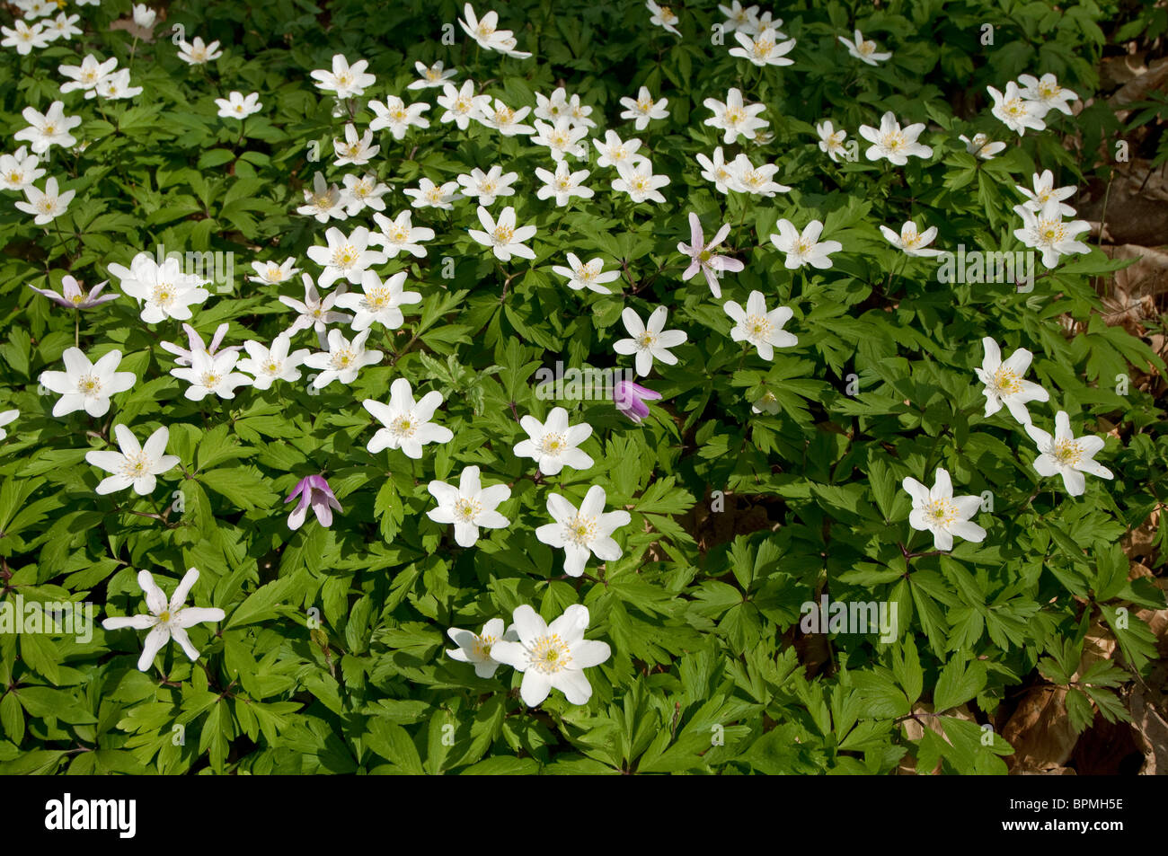 Wood Anemone (Anemone nemorosa), flowering stand. Stock Photo