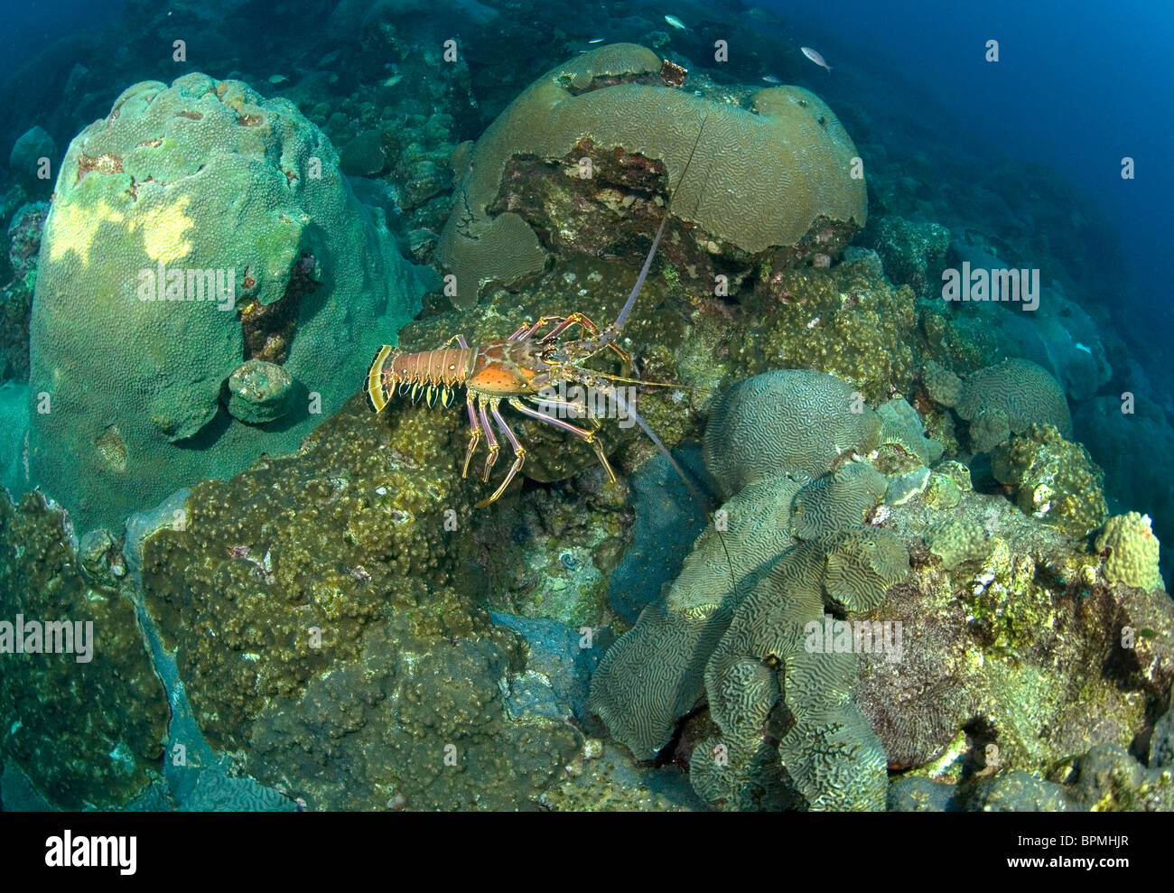 Caribbean Spiny Lobster Panulirus Argus On Reef East Flower