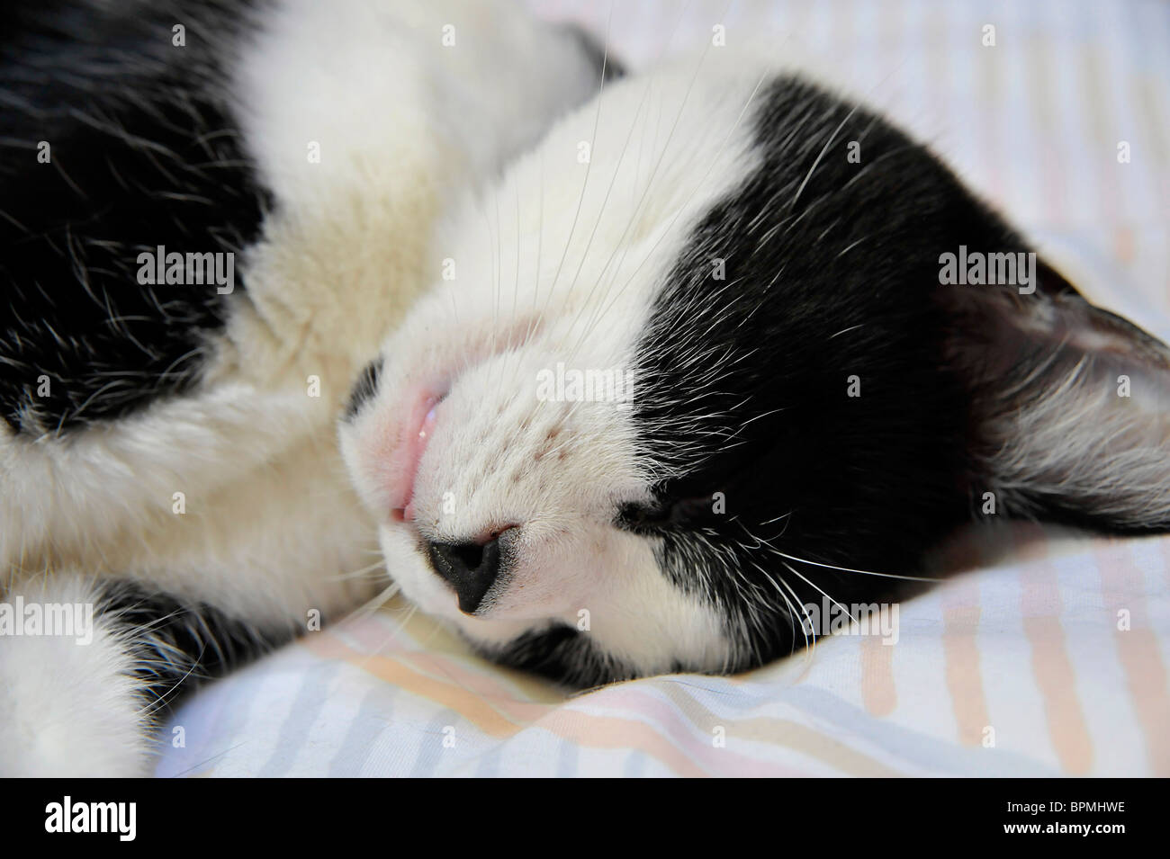 Funny animals Felix the black and white cat sleeping Stock Photo